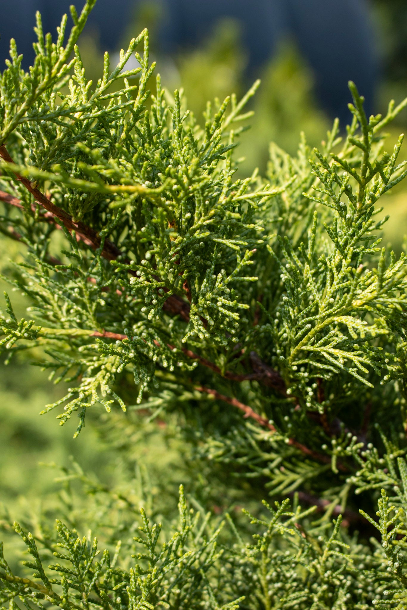 Juniperus x pfitzeriana Gold Coast 3g