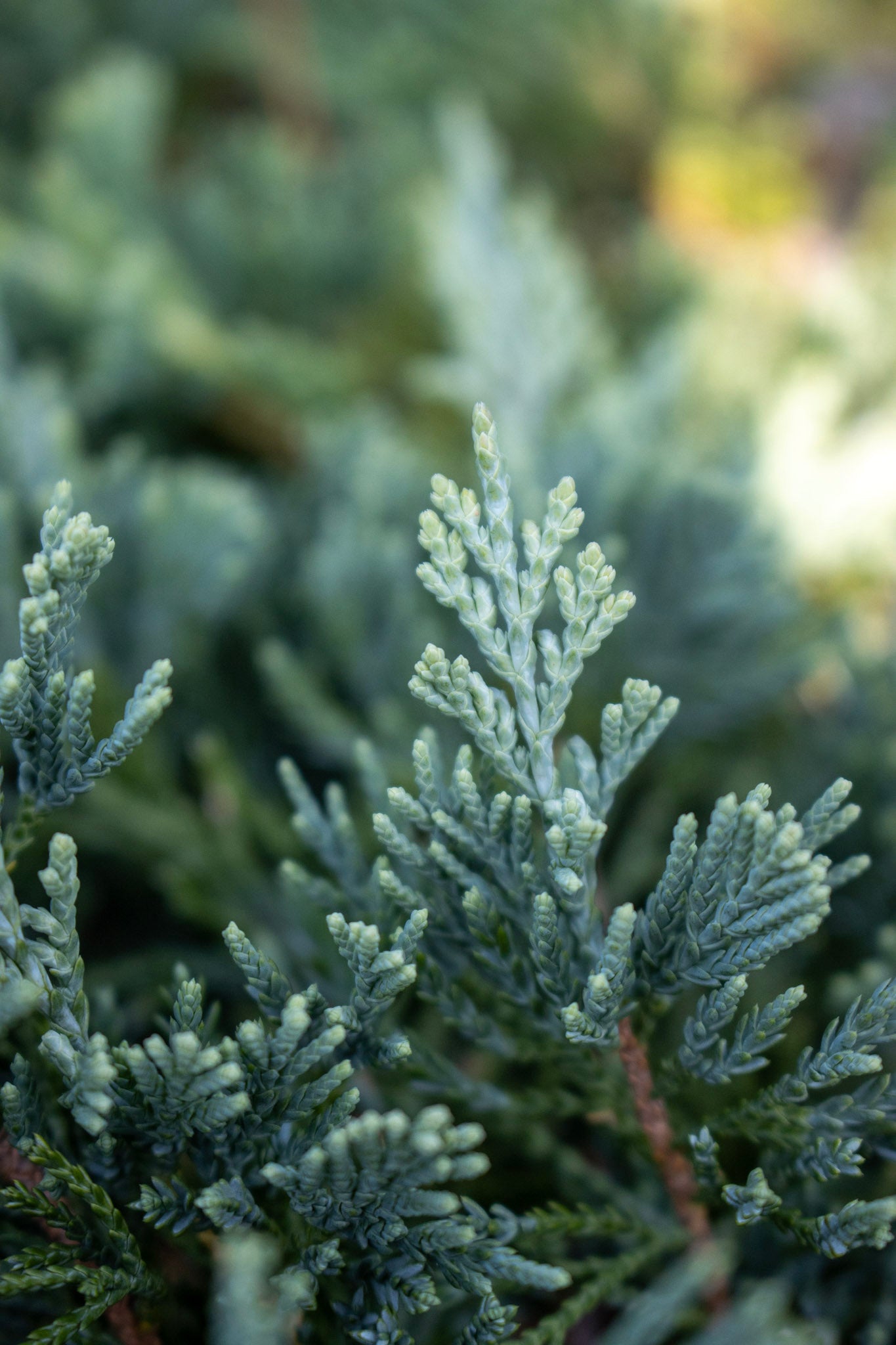 Juniperus Bar Harbor 3g