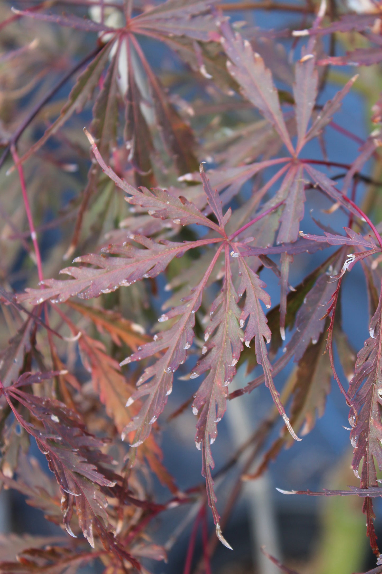 ACER PAL. DIS. `RED DRAGON 3g