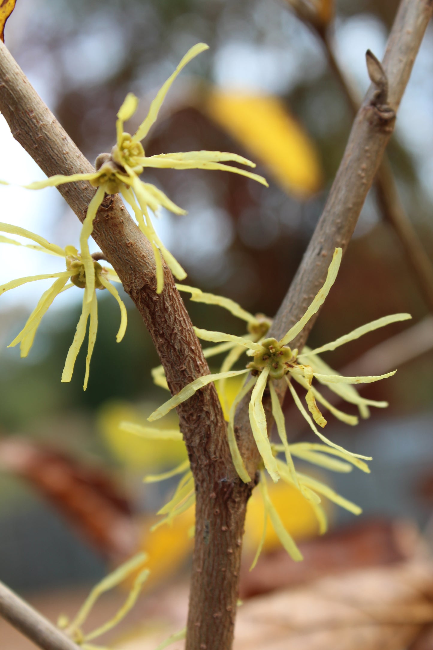 Hamamelis virginiana  3g