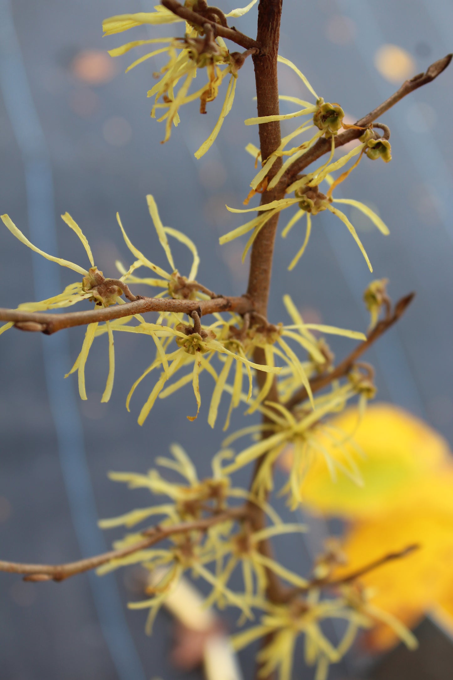 Hamamelis virginiana  3g