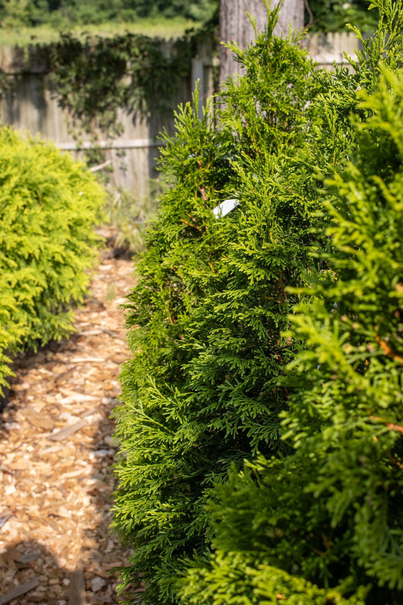 Thuja Emerald Gr 30'-36'