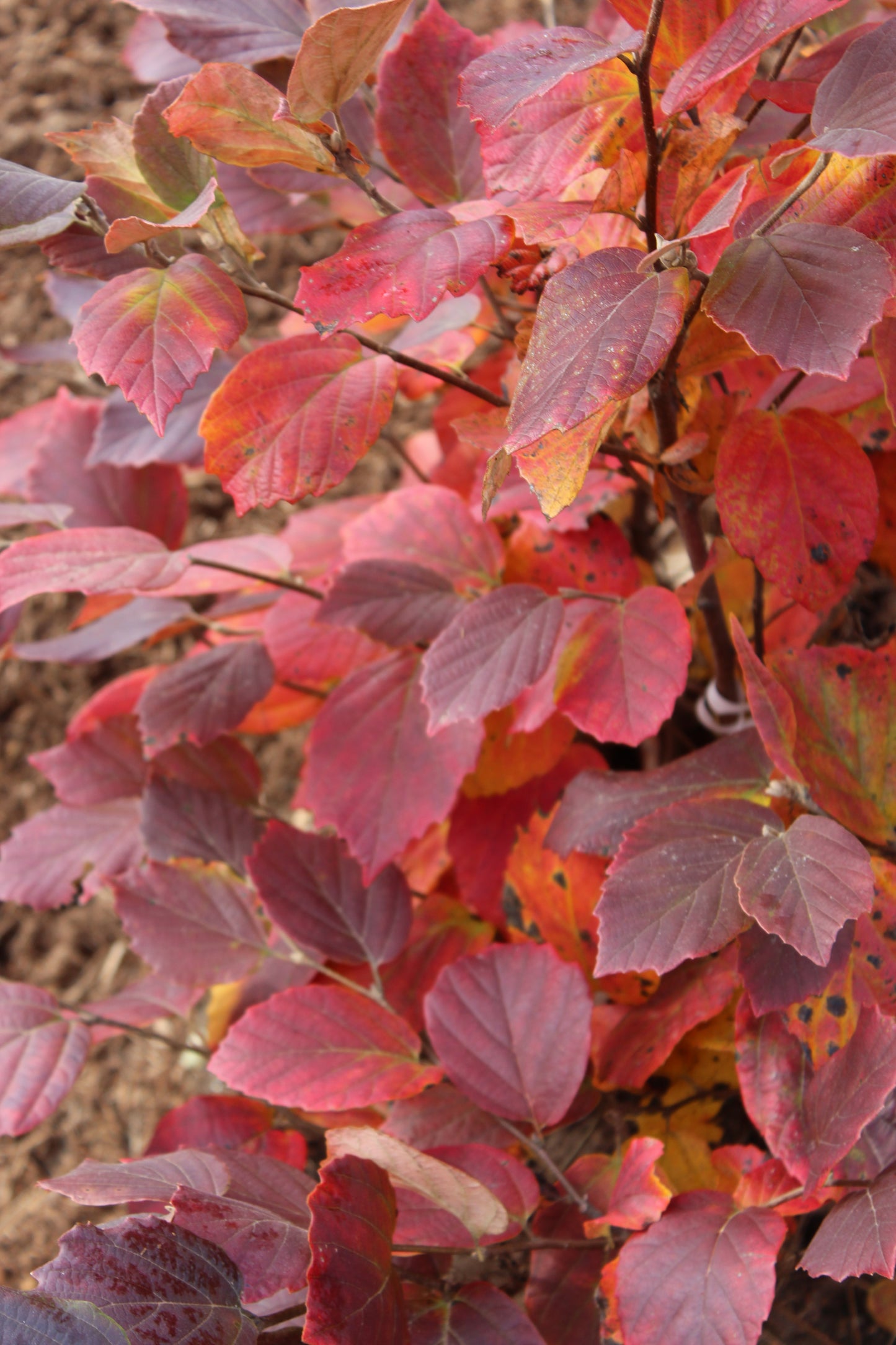 Fothergilla Major Mount Airy 3g