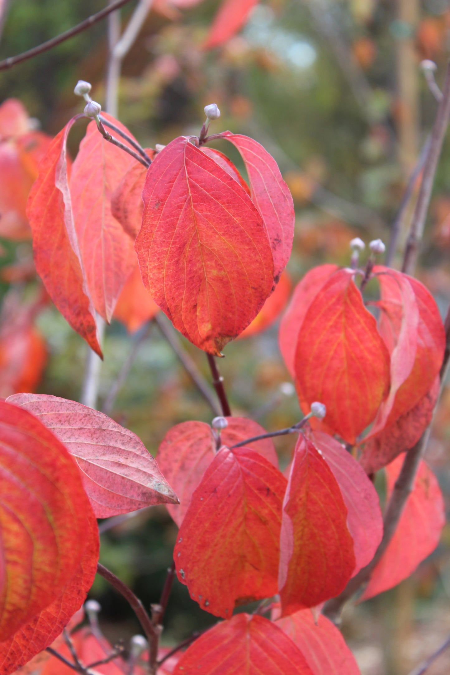 Cornus Cherokee Princess 5'-6' B&B