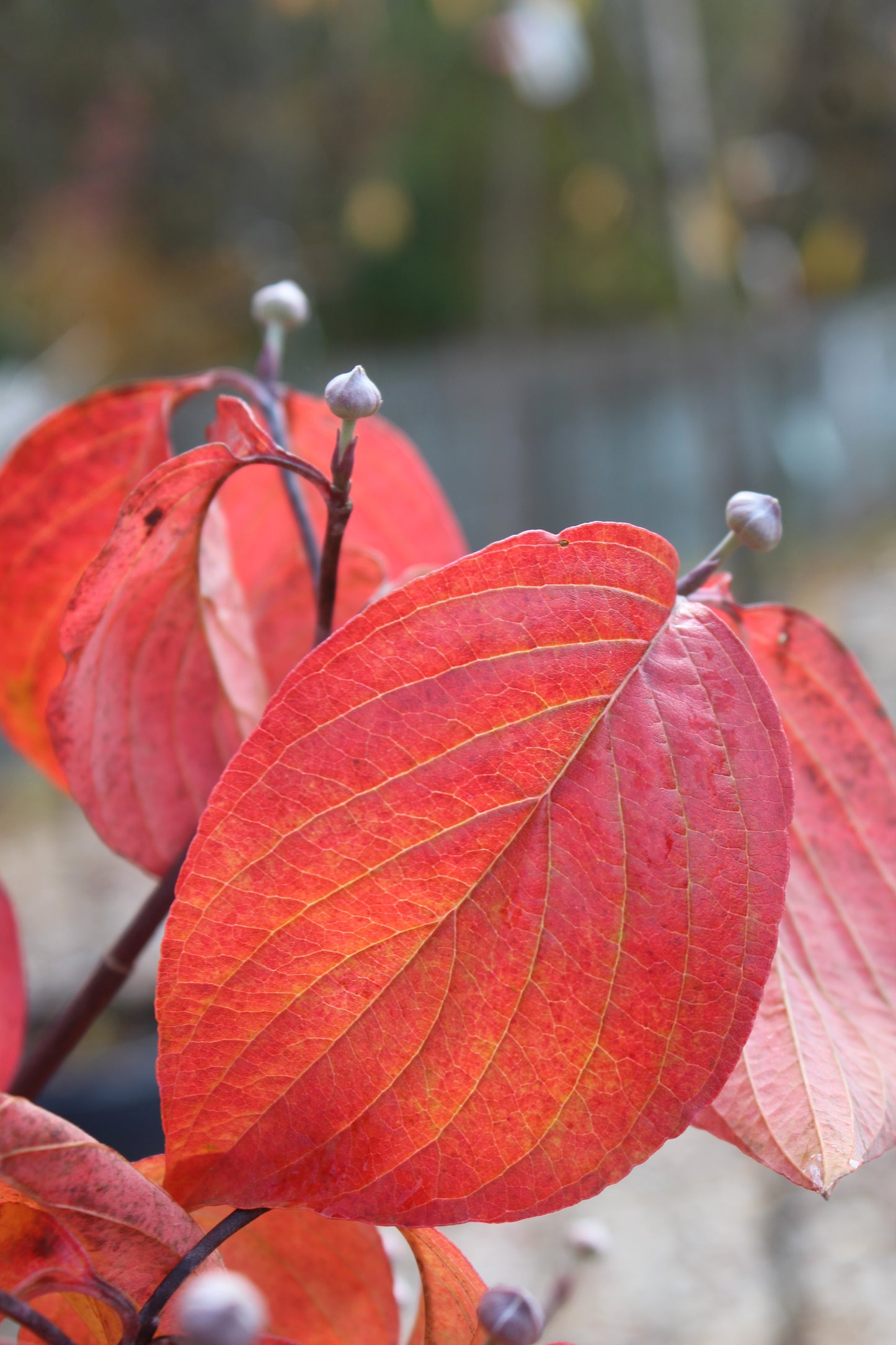 Cornus Cherokee Princess 5'-6' B&B