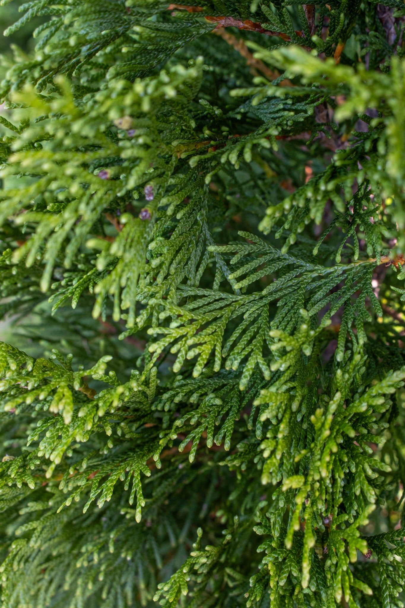 Thuja Emerald Gr 30"-36"