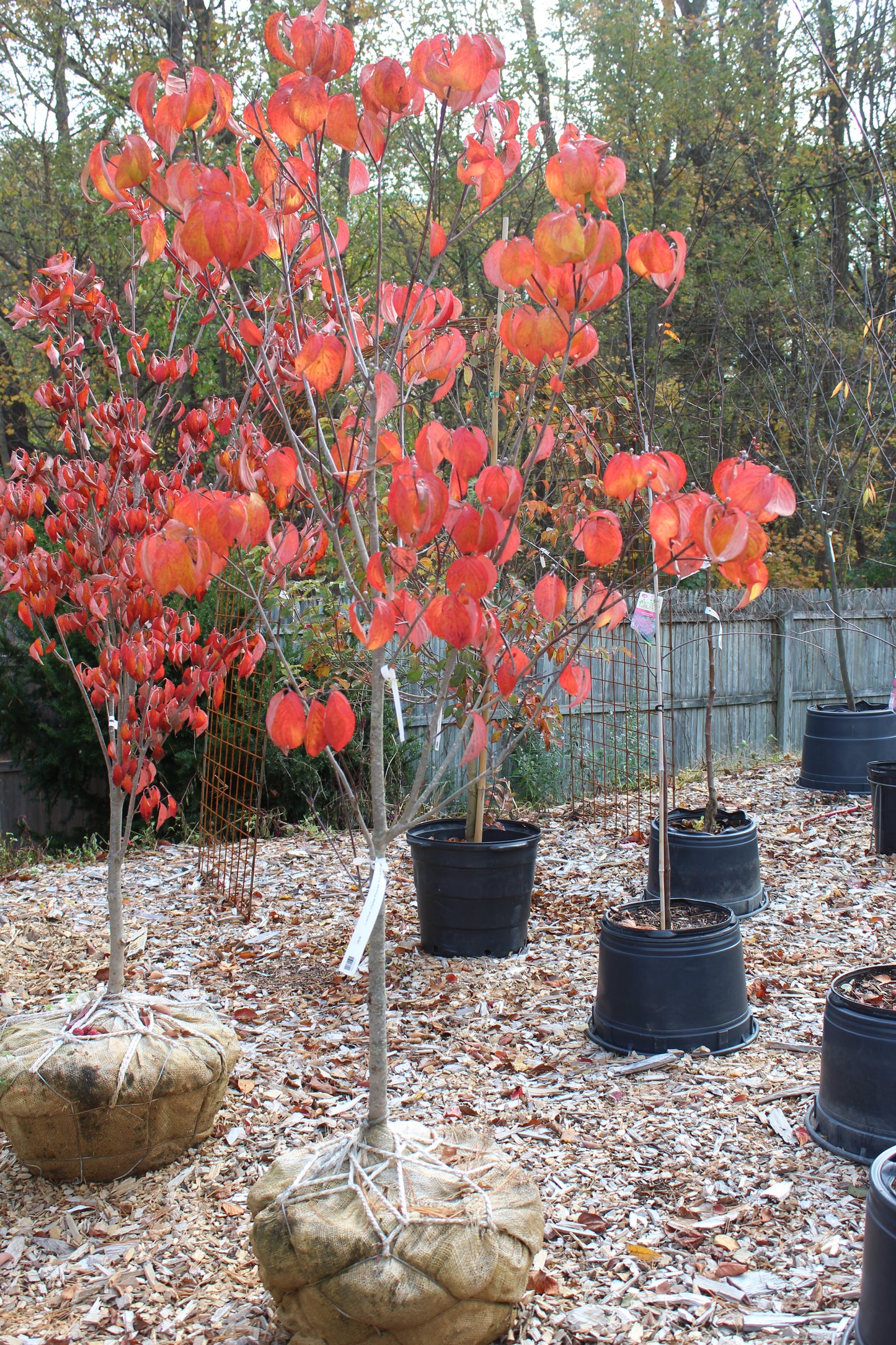 Cornus Cherokee Princess 5'-6' B&B