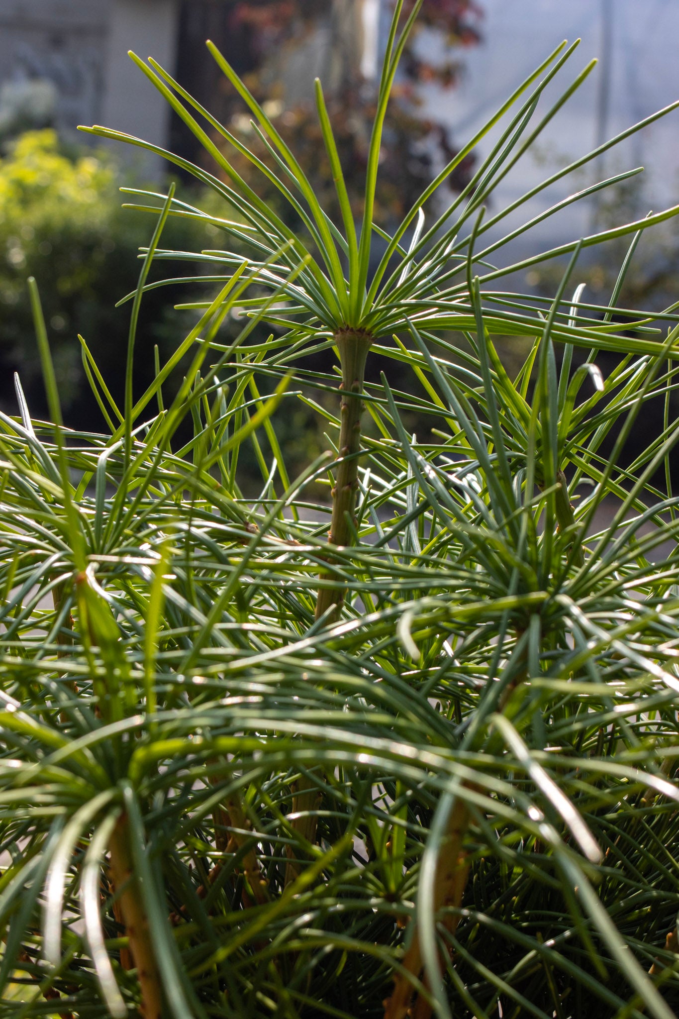 SCIADOPYTIS VERTICILLATA ,5