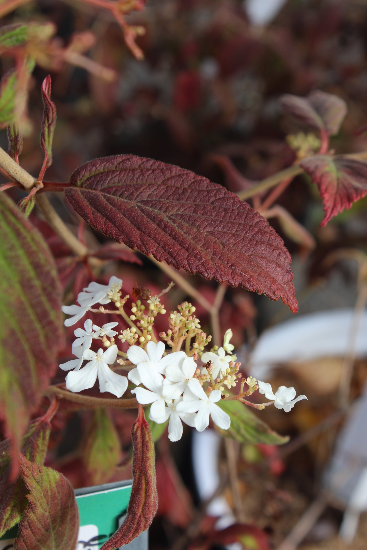 Viburnum tomentosum Summer Snowflake 3g
