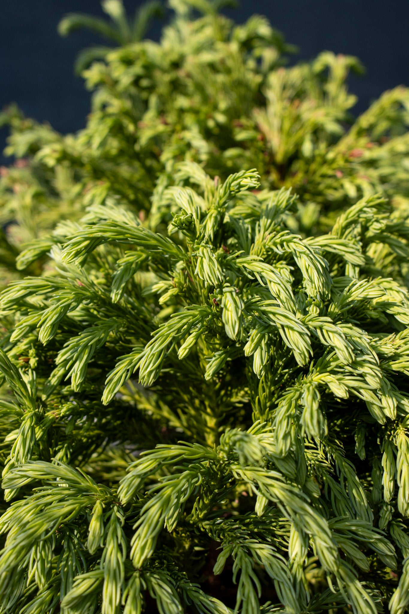 Cryptomeria japonica Globosa Nana 3g