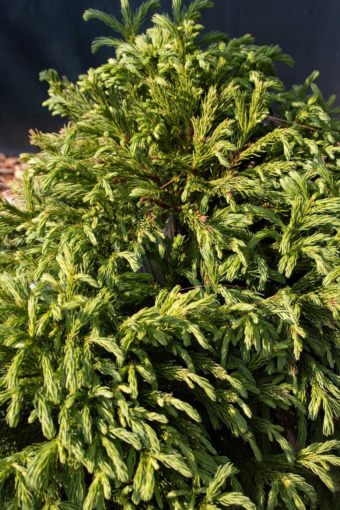Cryptomeria japonica Globosa Nana 3g
