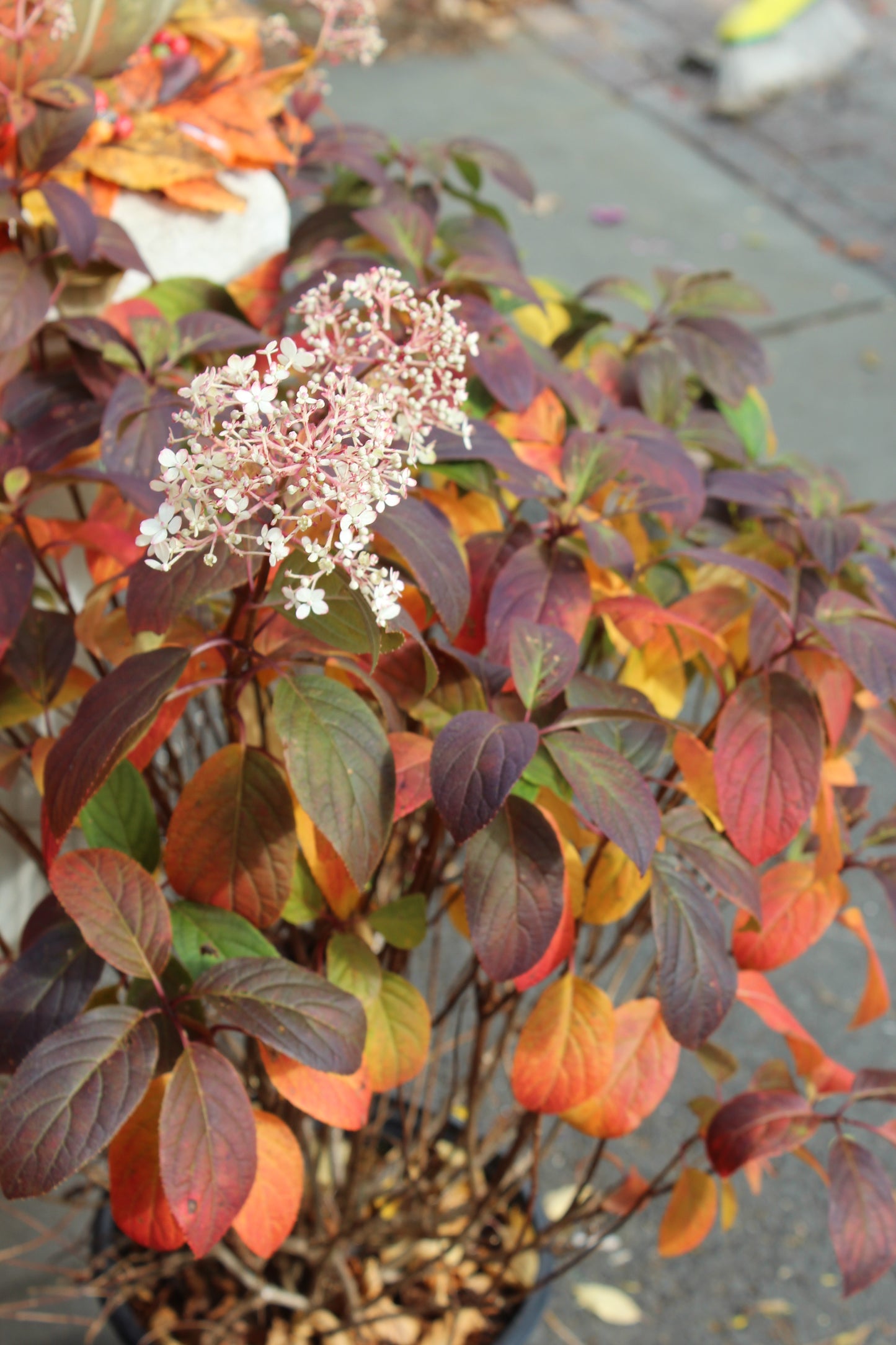 HYDRANGEA PAN. `BOBO` ,2