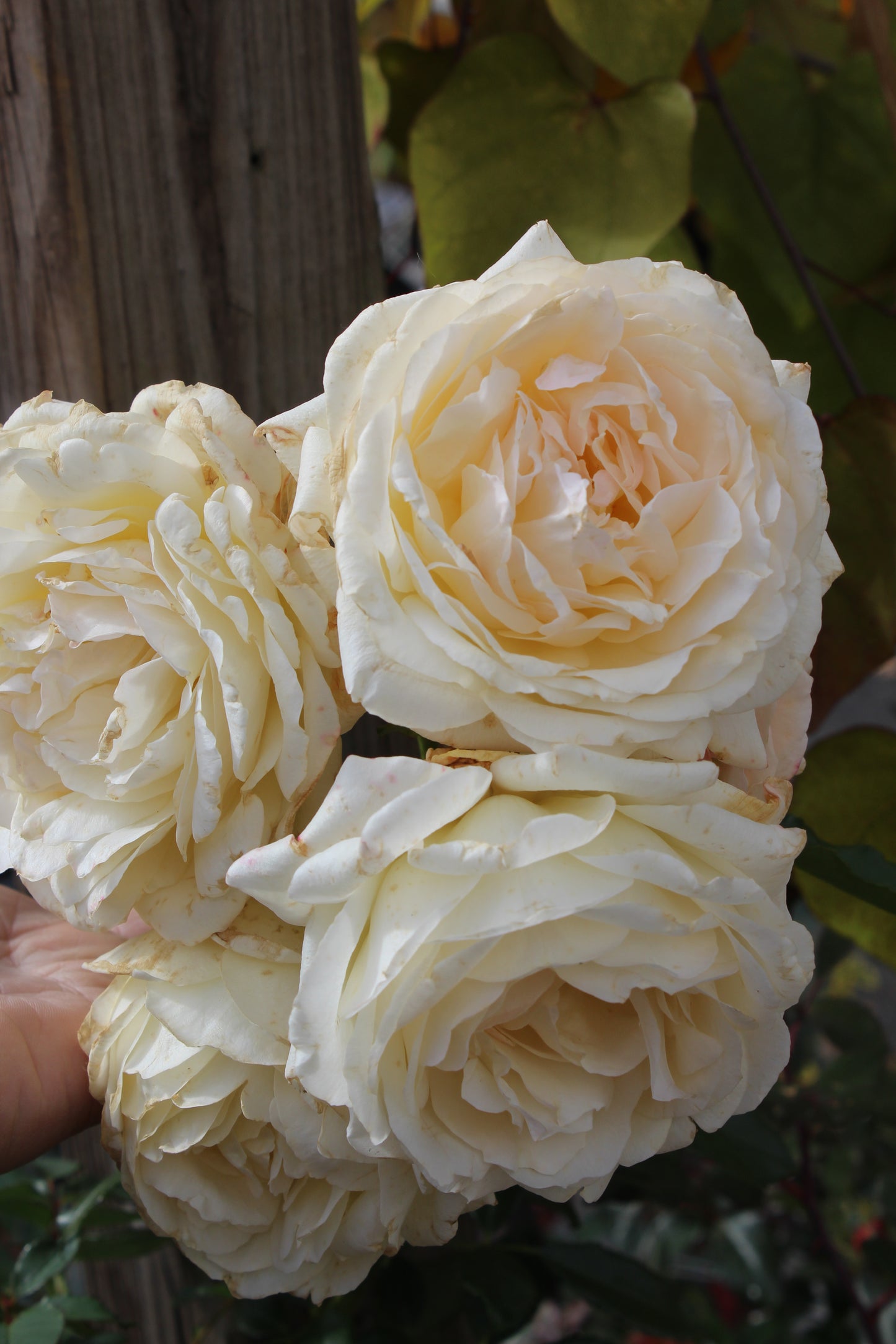 ROSA REMINISCENT `CREMA 3g
