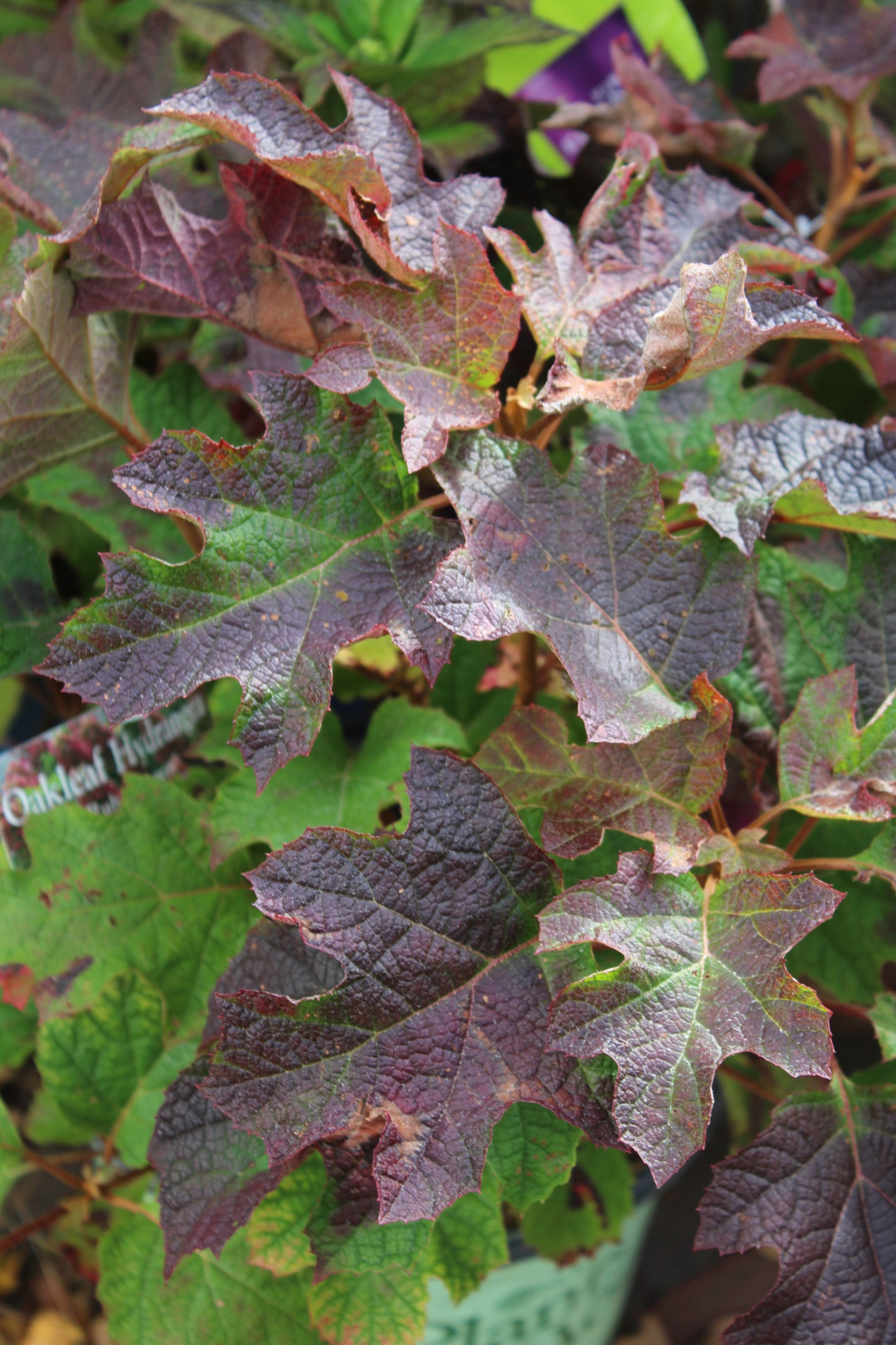 HYDRANGEA QUE. RUBY SLIPPERS 3g