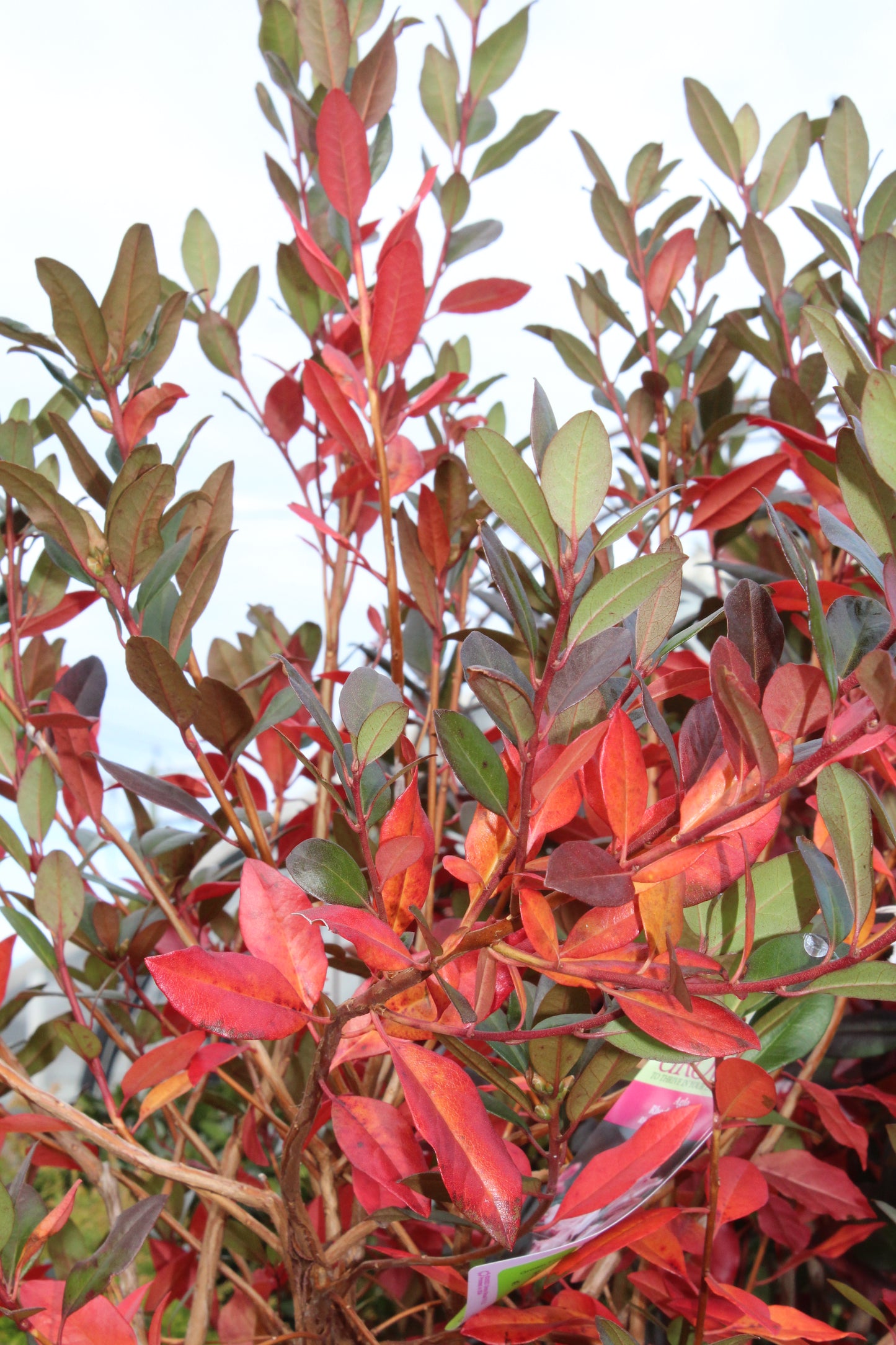 RHODODENDRON X `AGLO 2g