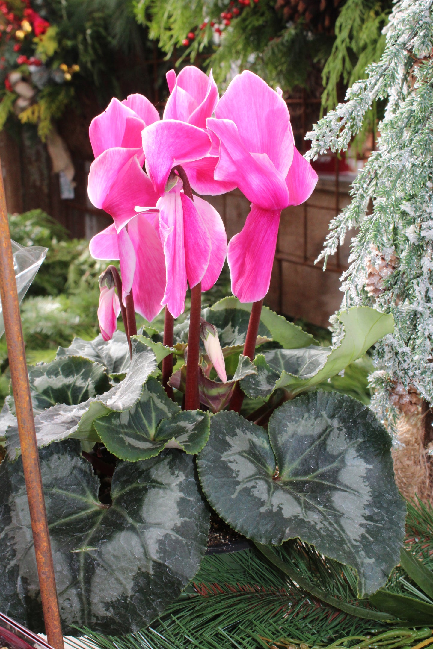 6' cyclamen