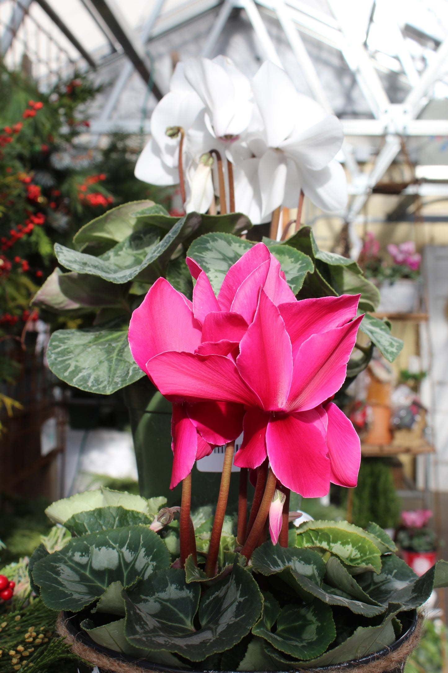 6' cyclamen