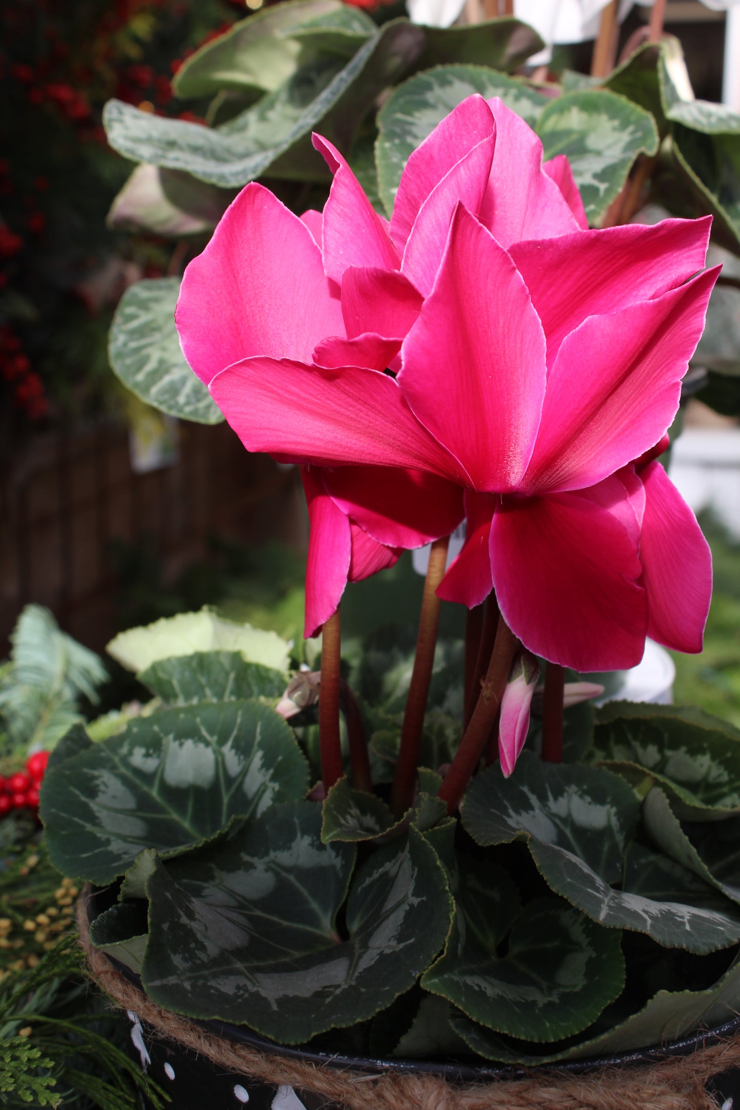 6' cyclamen