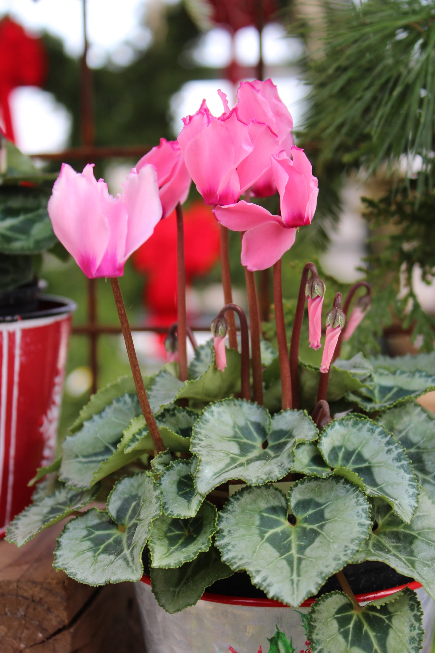 4' Cyclamen