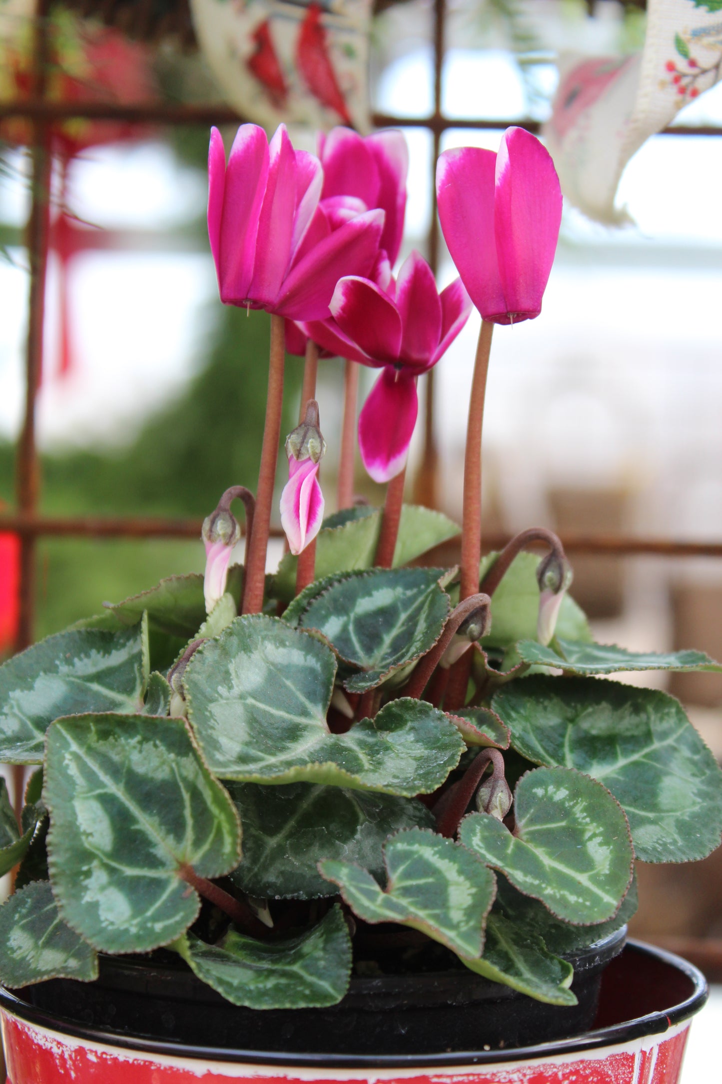 4' Cyclamen