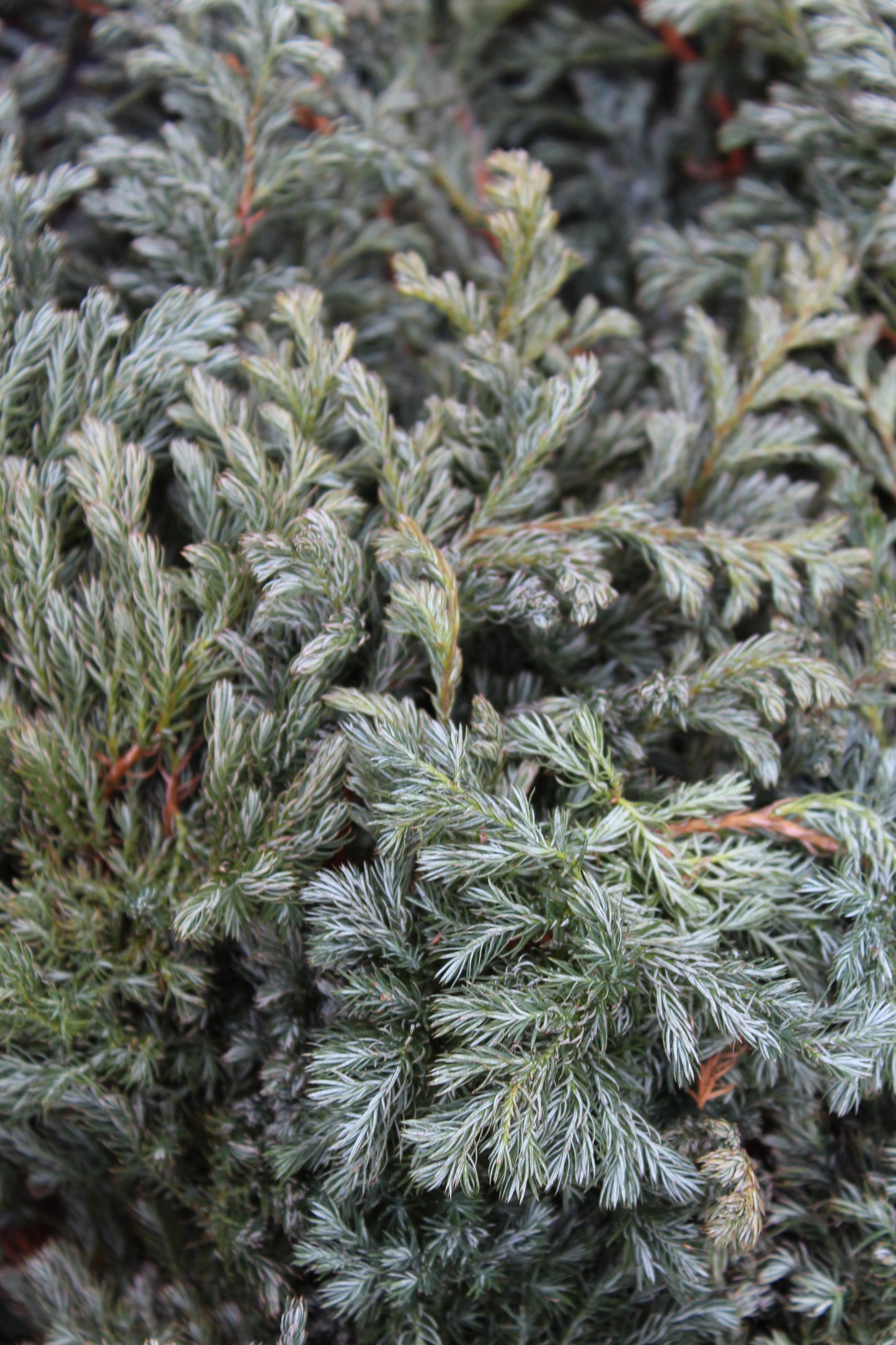 Blue cypress bunch