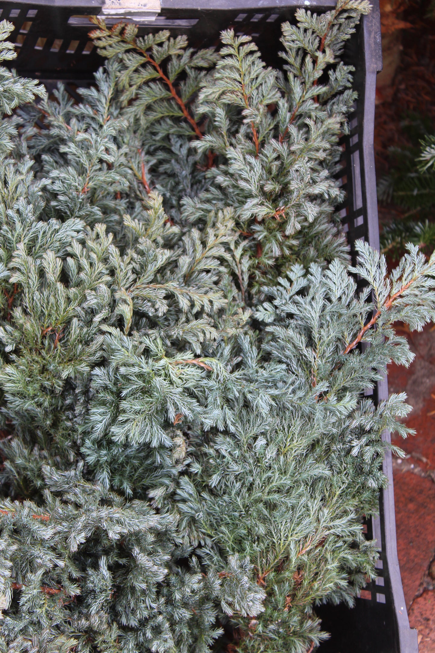 Blue cypress bunch