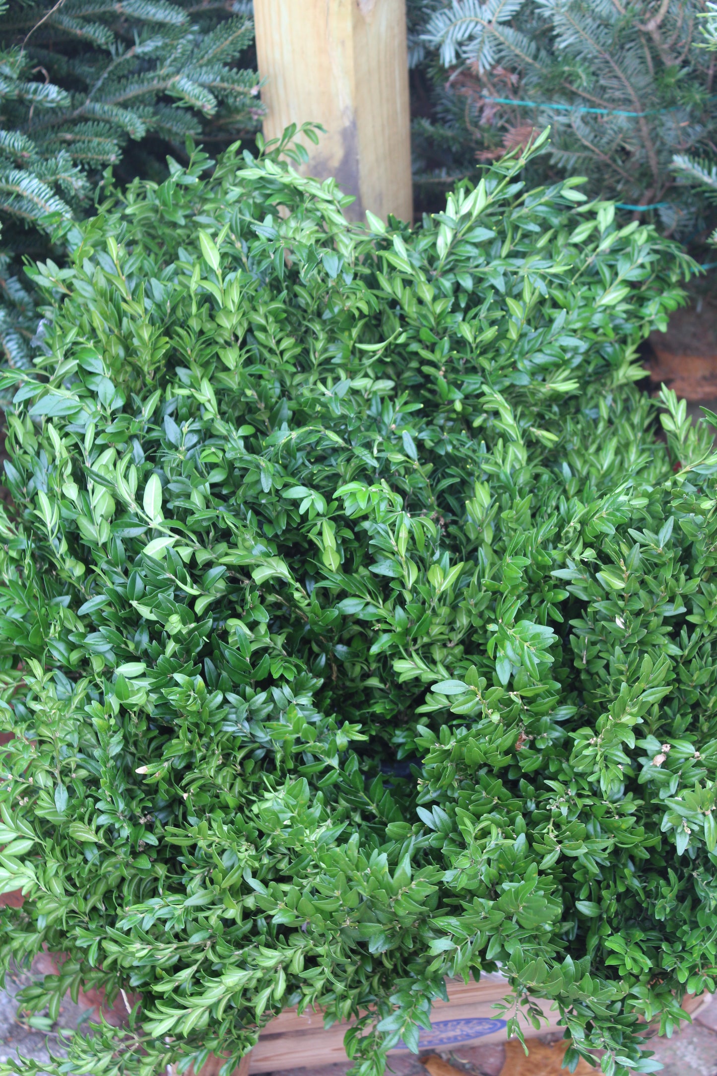 Boxwood Bunch 1lb