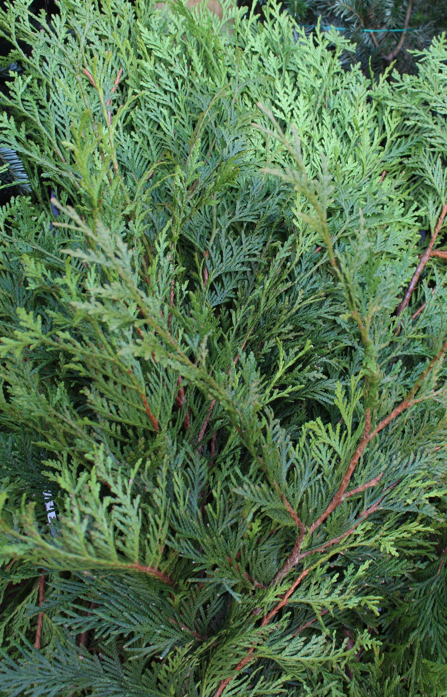Western arborvitae bunch