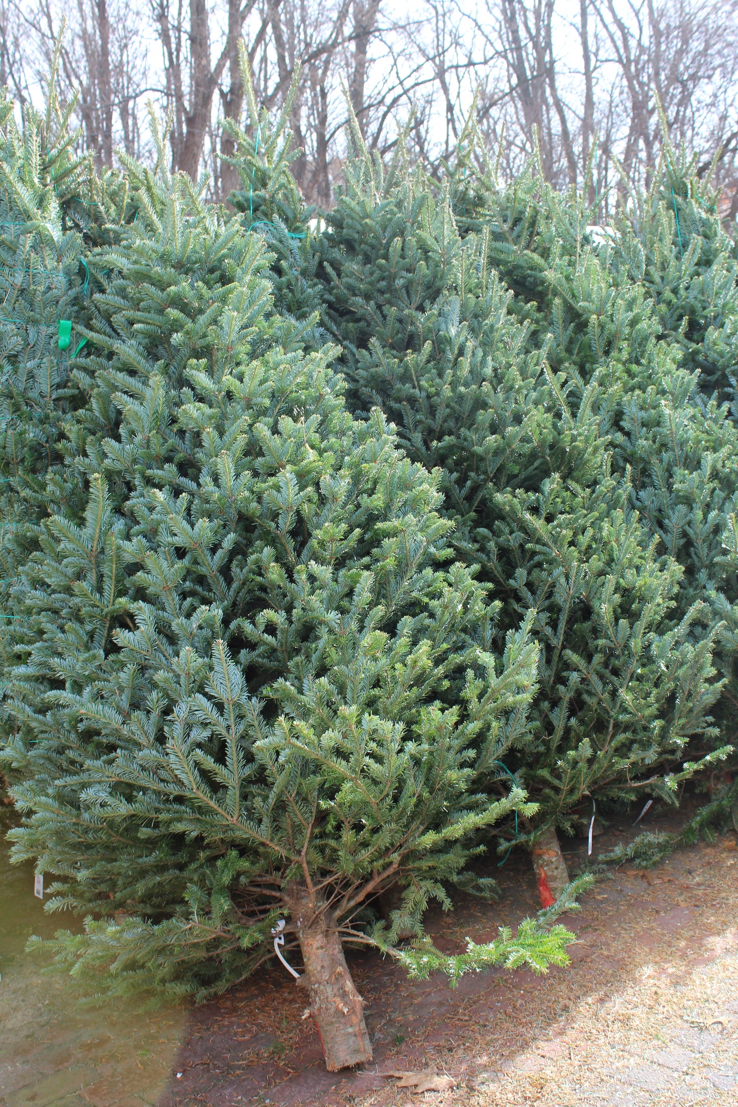 Fraser Fir 7-8 premium
