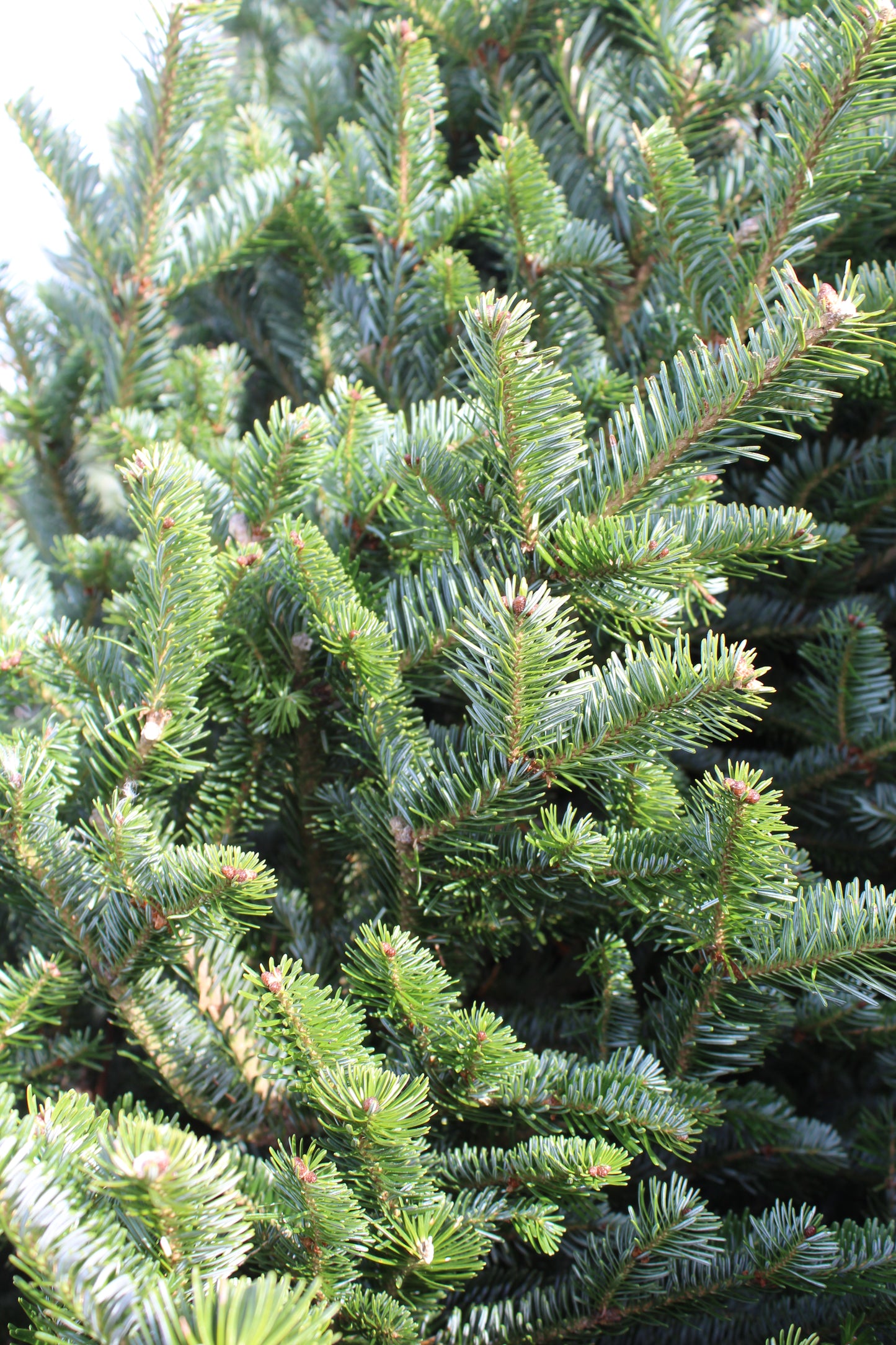 Fraser Fir 7-8 premium