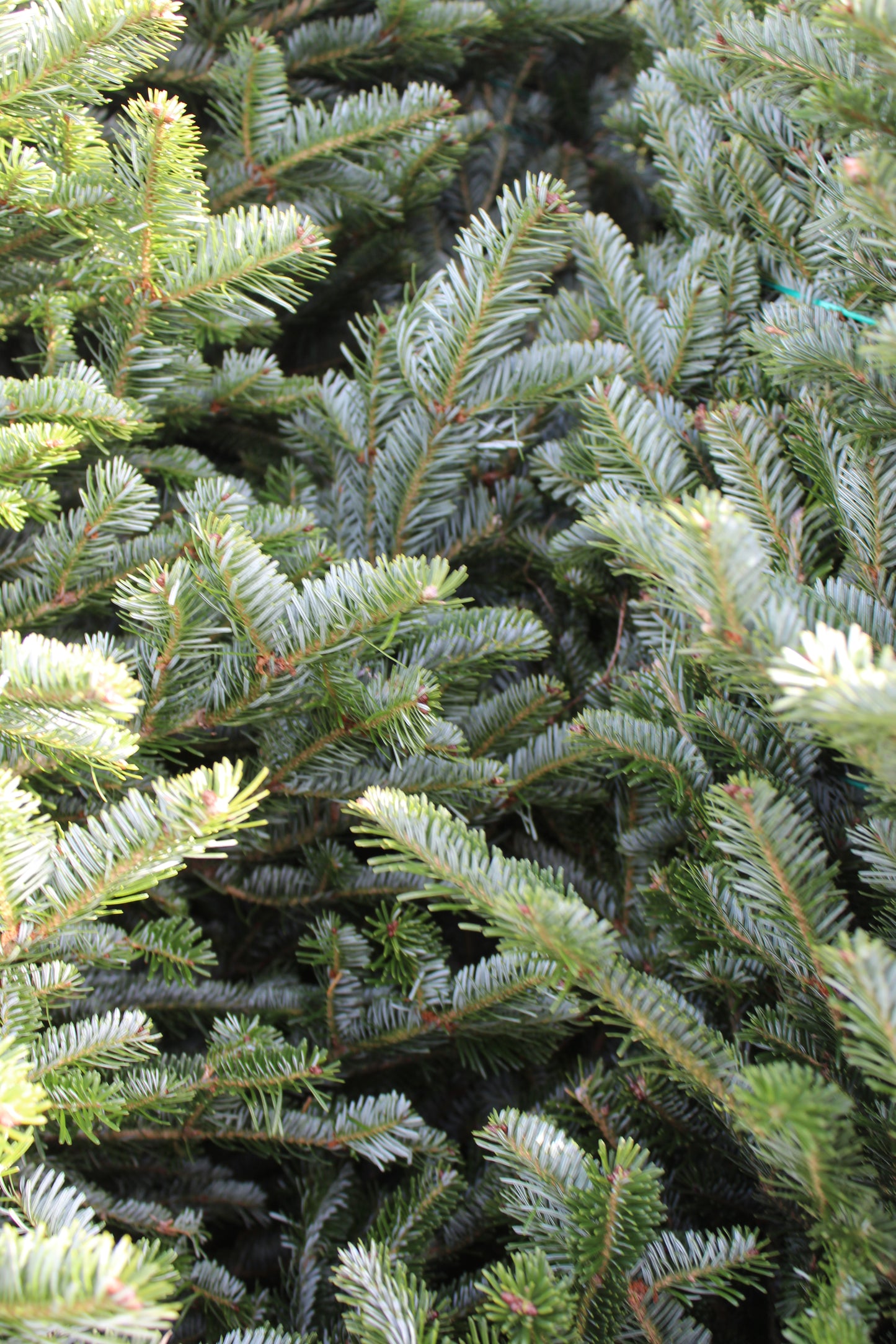 Fraser Fir 7-8 premium
