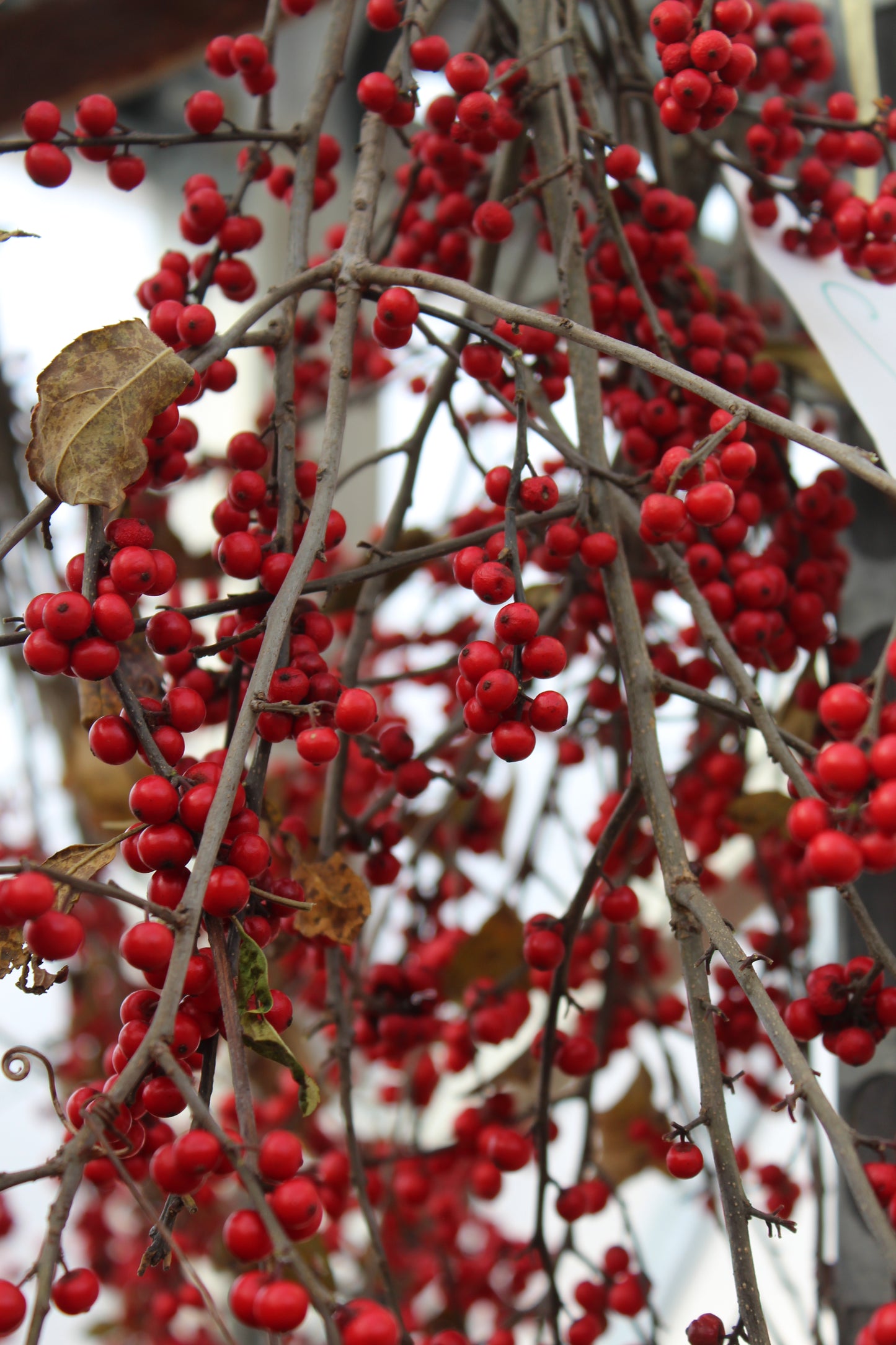 Winterberry Bunch