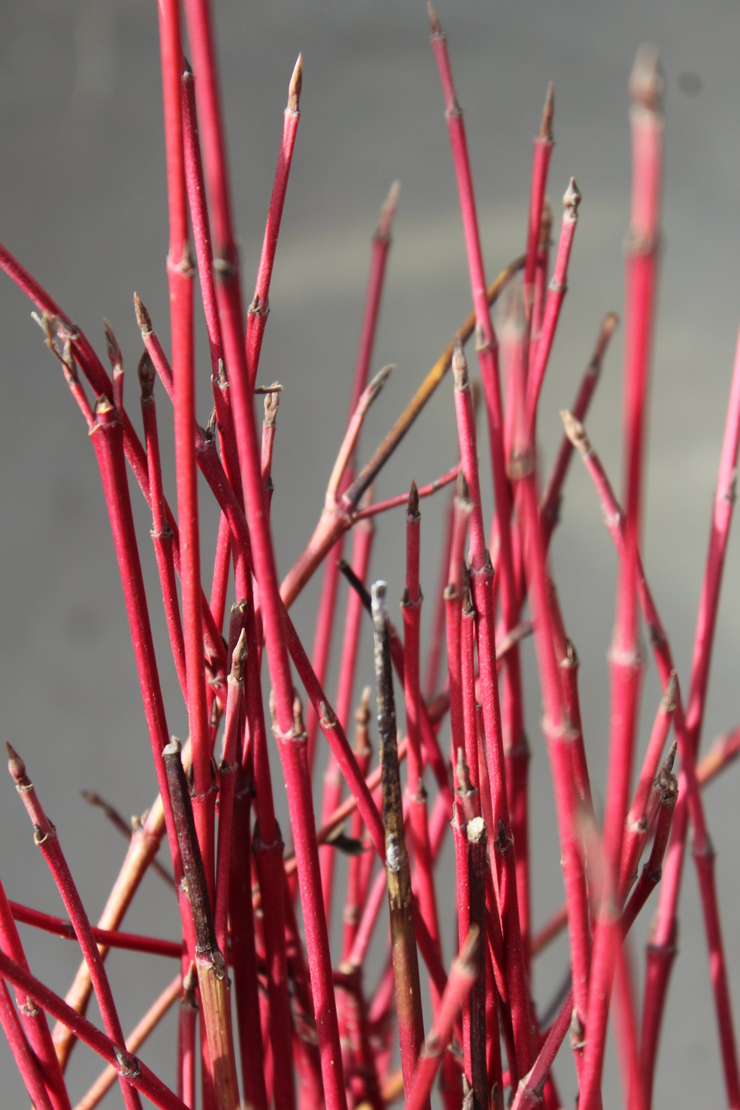 Red Dogwood Tips 10BU