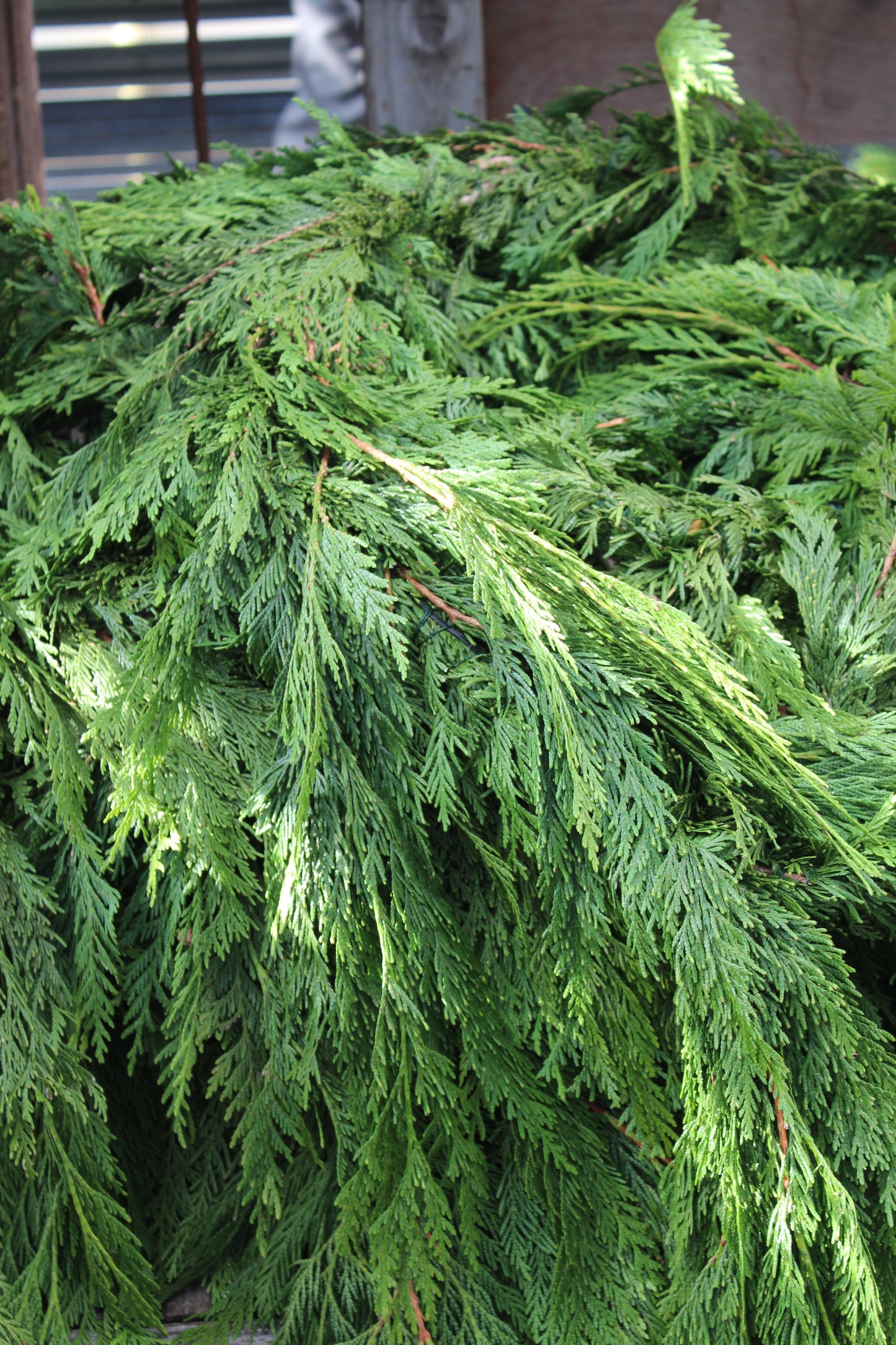 western red cedar per yd