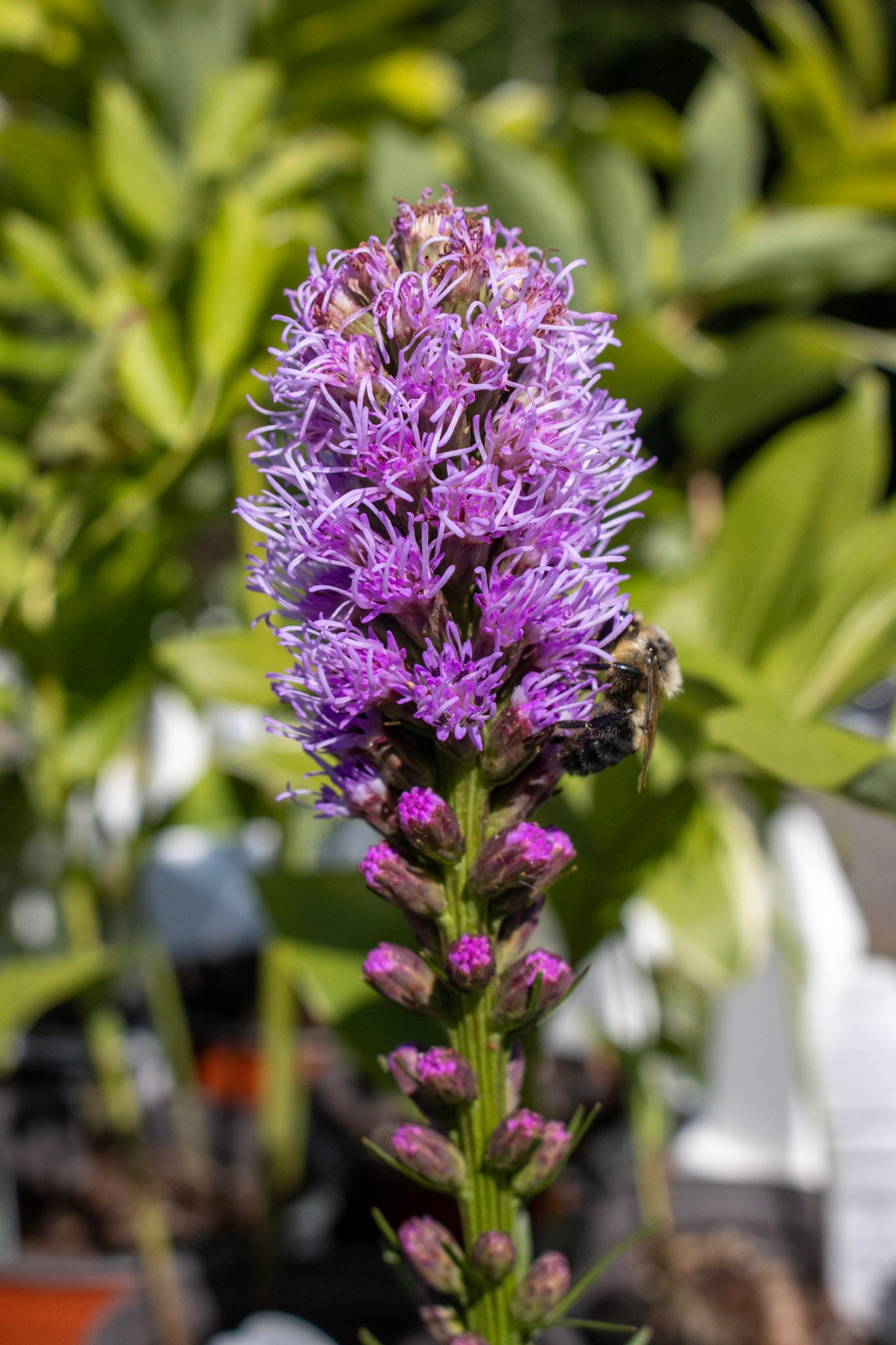 Liatris Kobold 1g