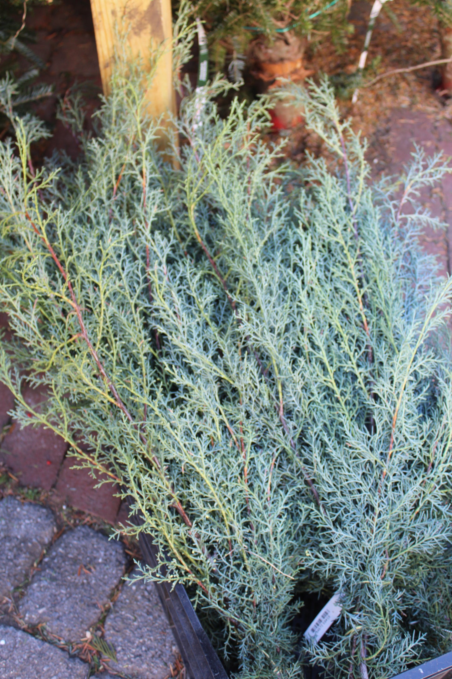 Carolina Sapphire 1.5lb