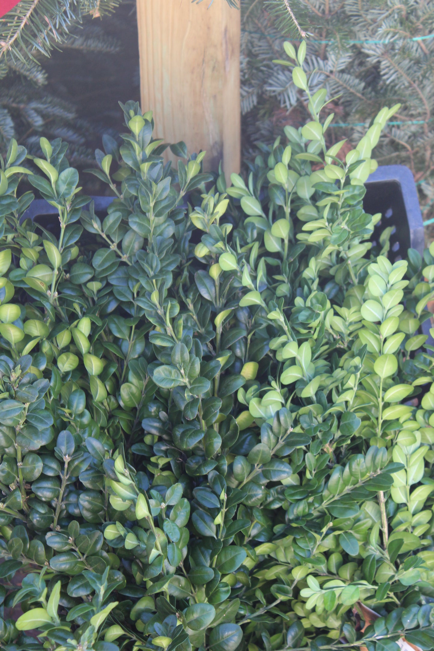 German Boxwood bunch 2lb