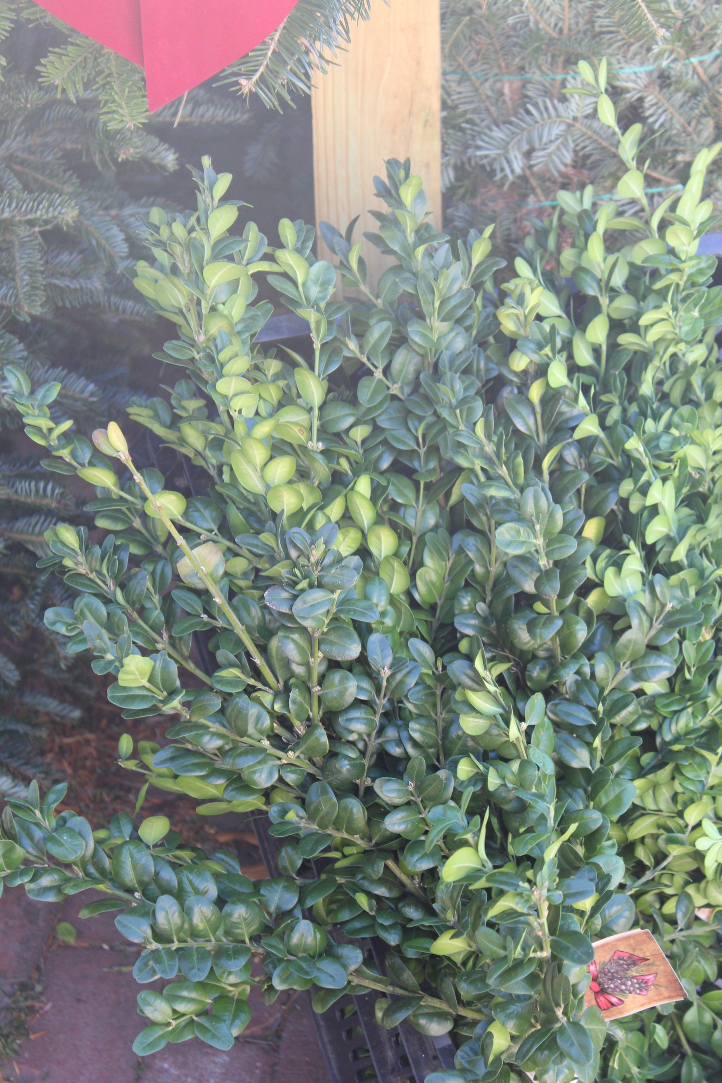 German Boxwood bunch 2lb