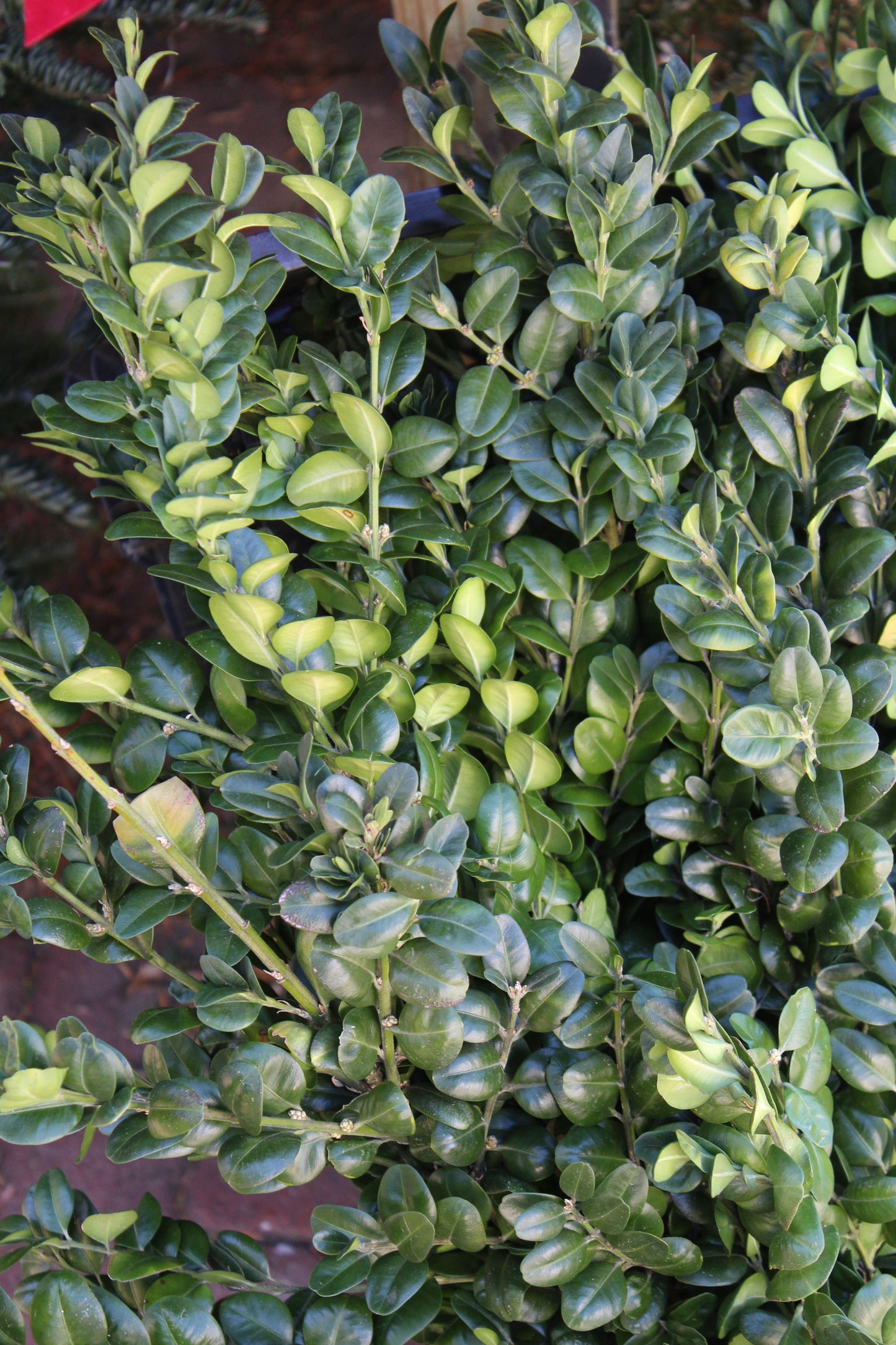 German Boxwood bunch 2lb