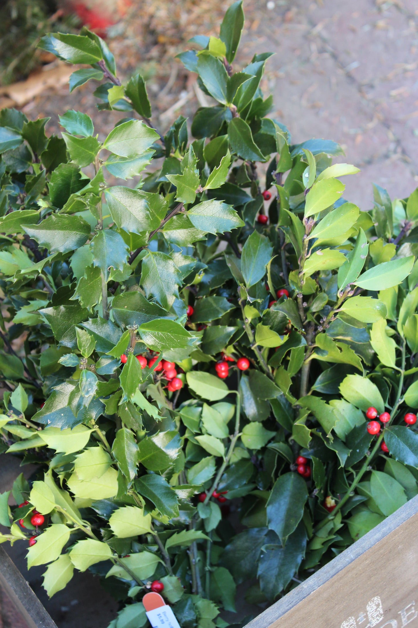 Berry holly bunch