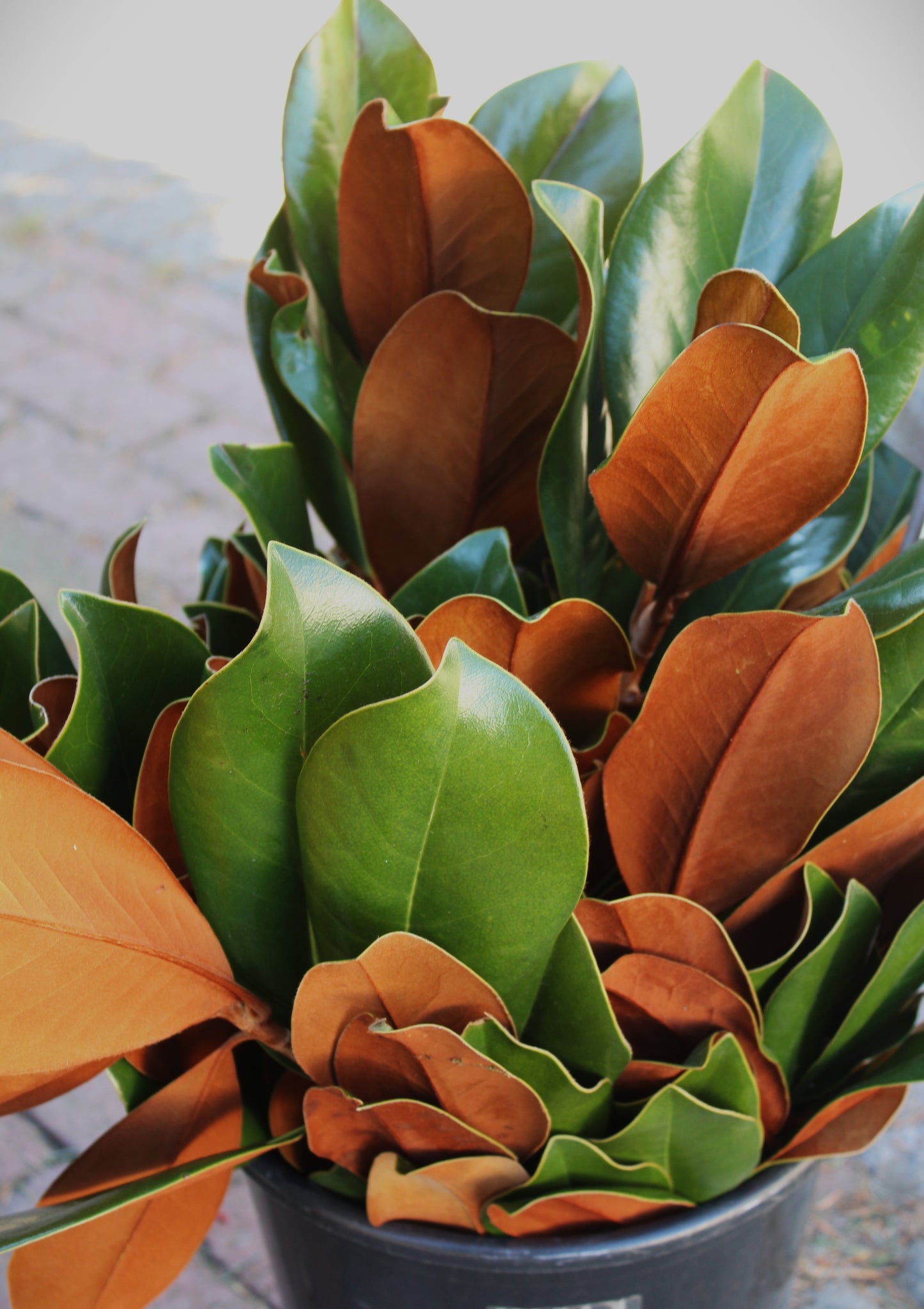 Magnolia Tips 1.5lb