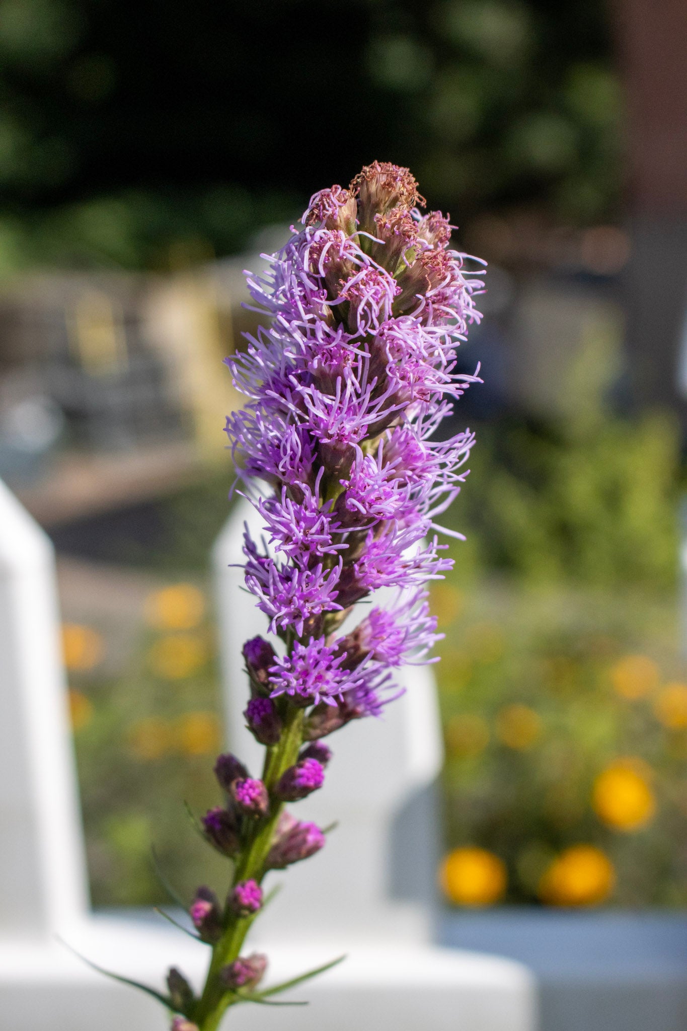 Liatris spicata Kobold