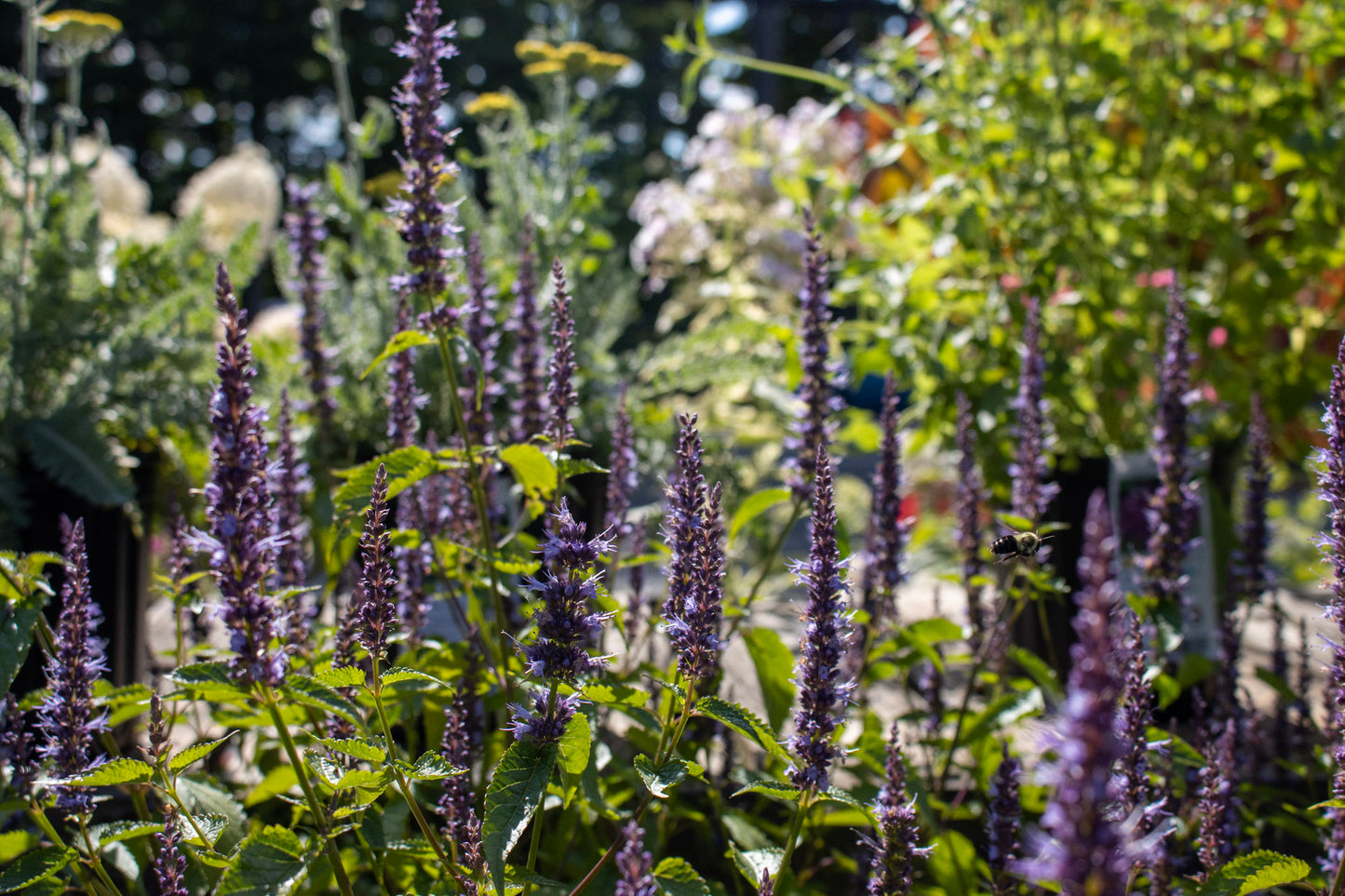 AGASTACHE Little Adder 1g