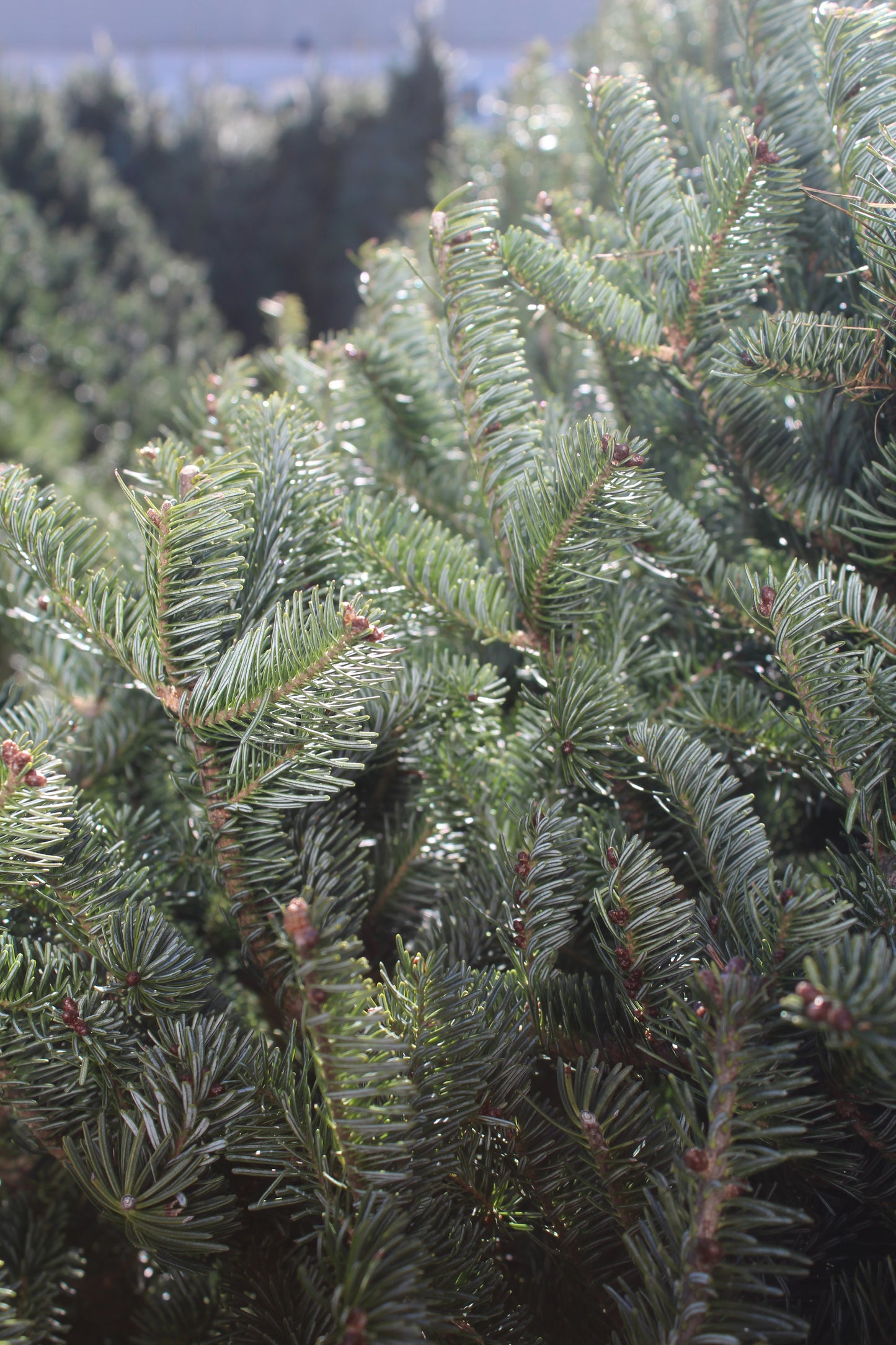 Cook Fire Premium 6-7