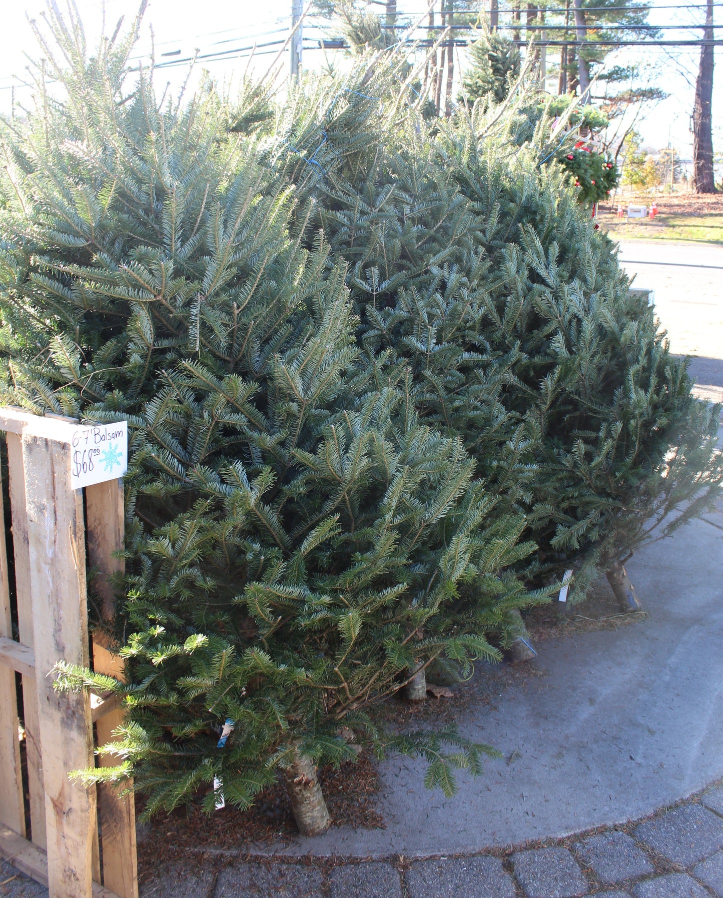 Balsam Fir premium 6-7ft