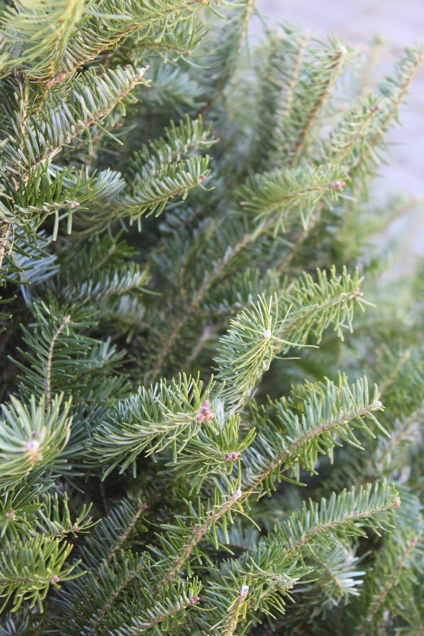 Balsam Fir premium 6-7ft