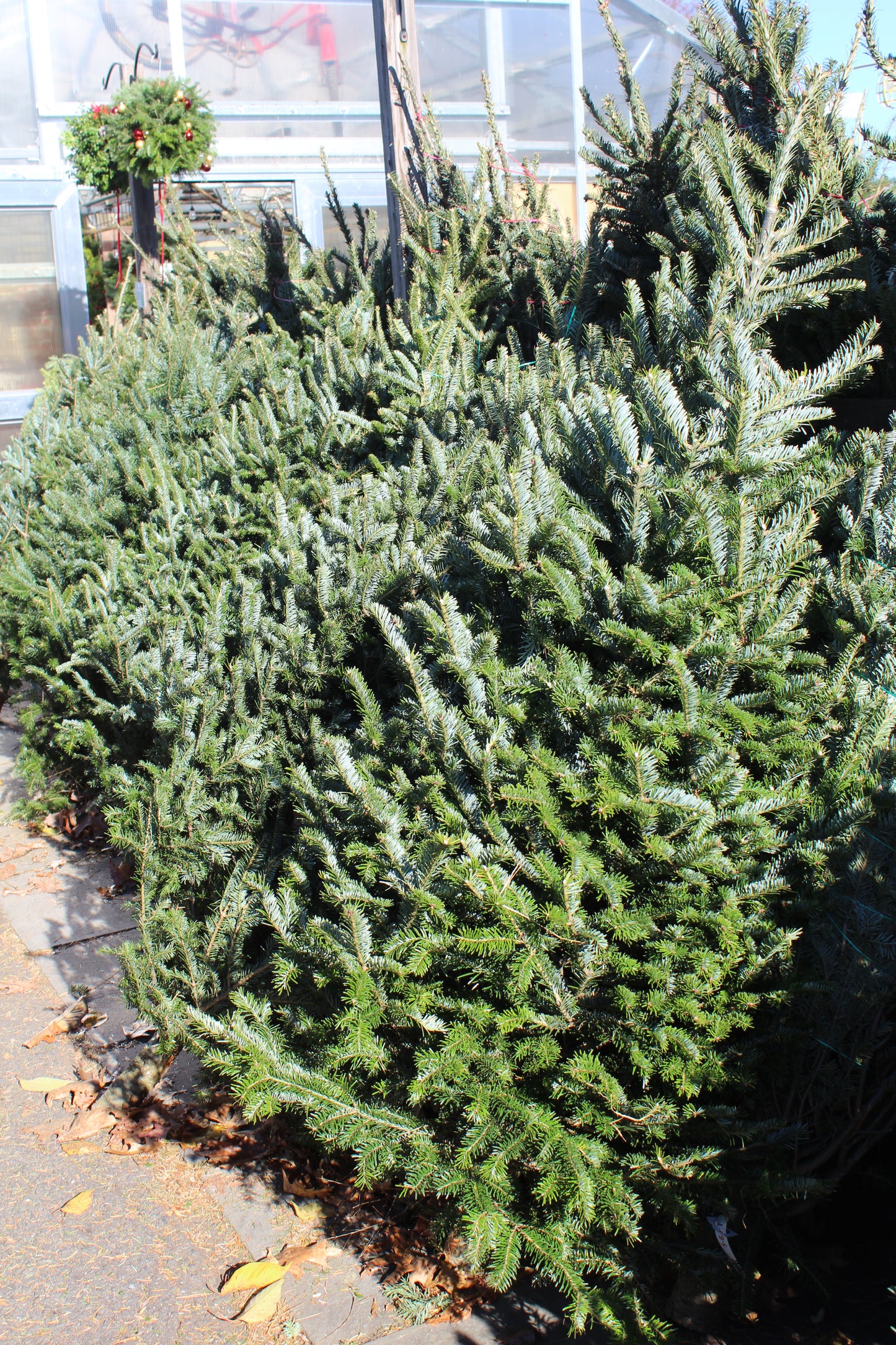 Fraser Fir 5-6 premium