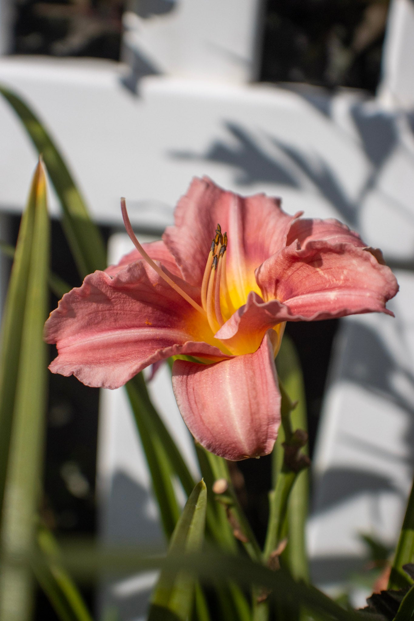 Hemerocallis x Rosy Returns