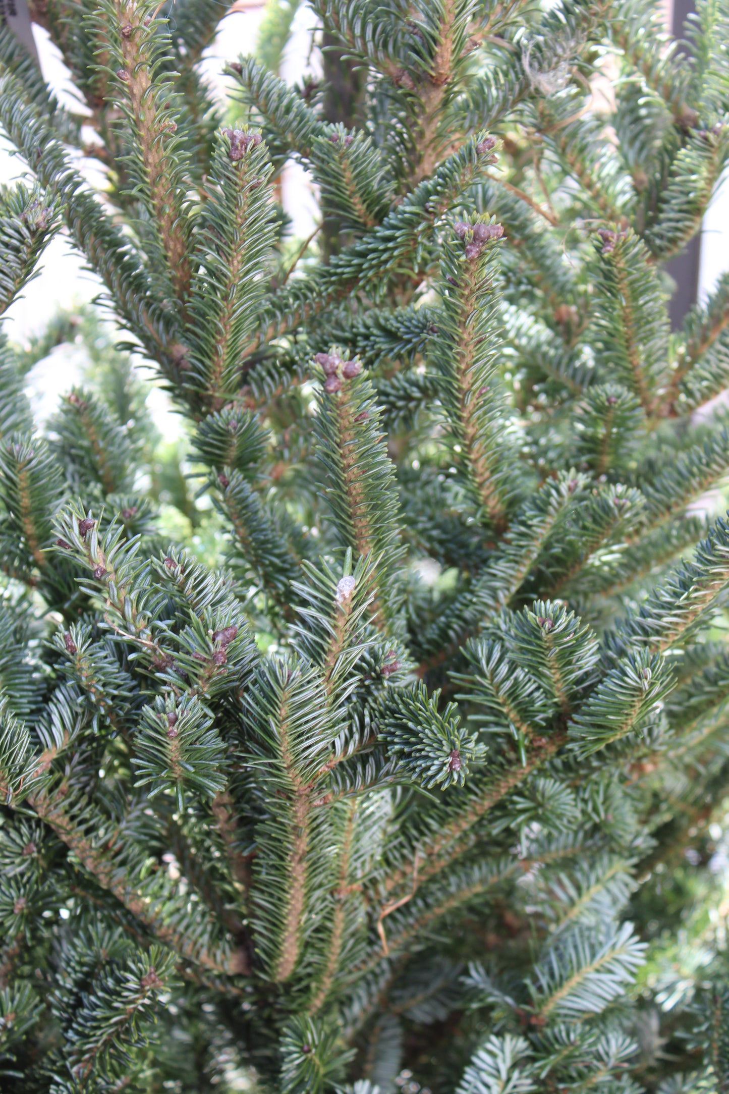 Fraser Fir table top tree w/stand