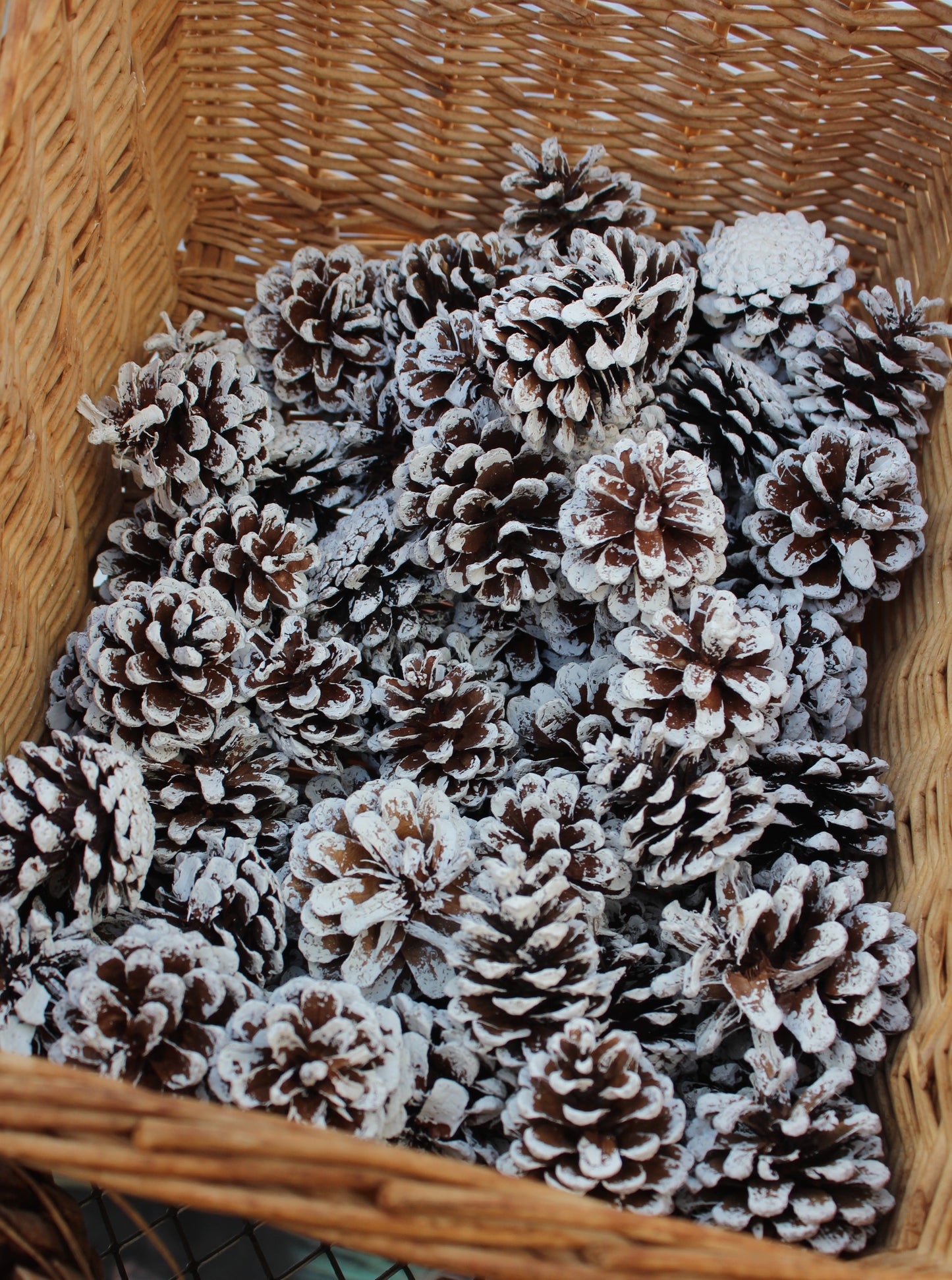 Austric frstd pine cone